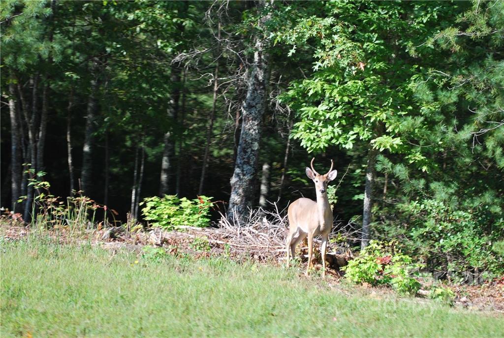 Lot at 675 Harborside Drive, Nebo, photo 16 of 29