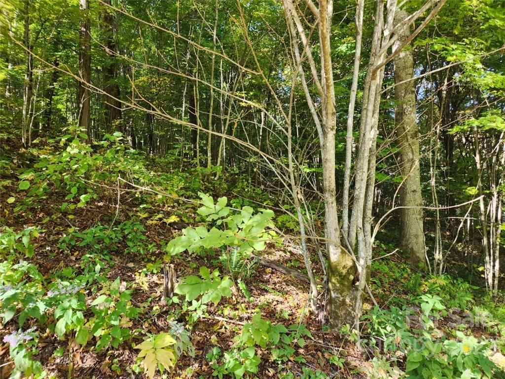 Lot at 00 Staymon Road, Waynesville, photo 4 of 5