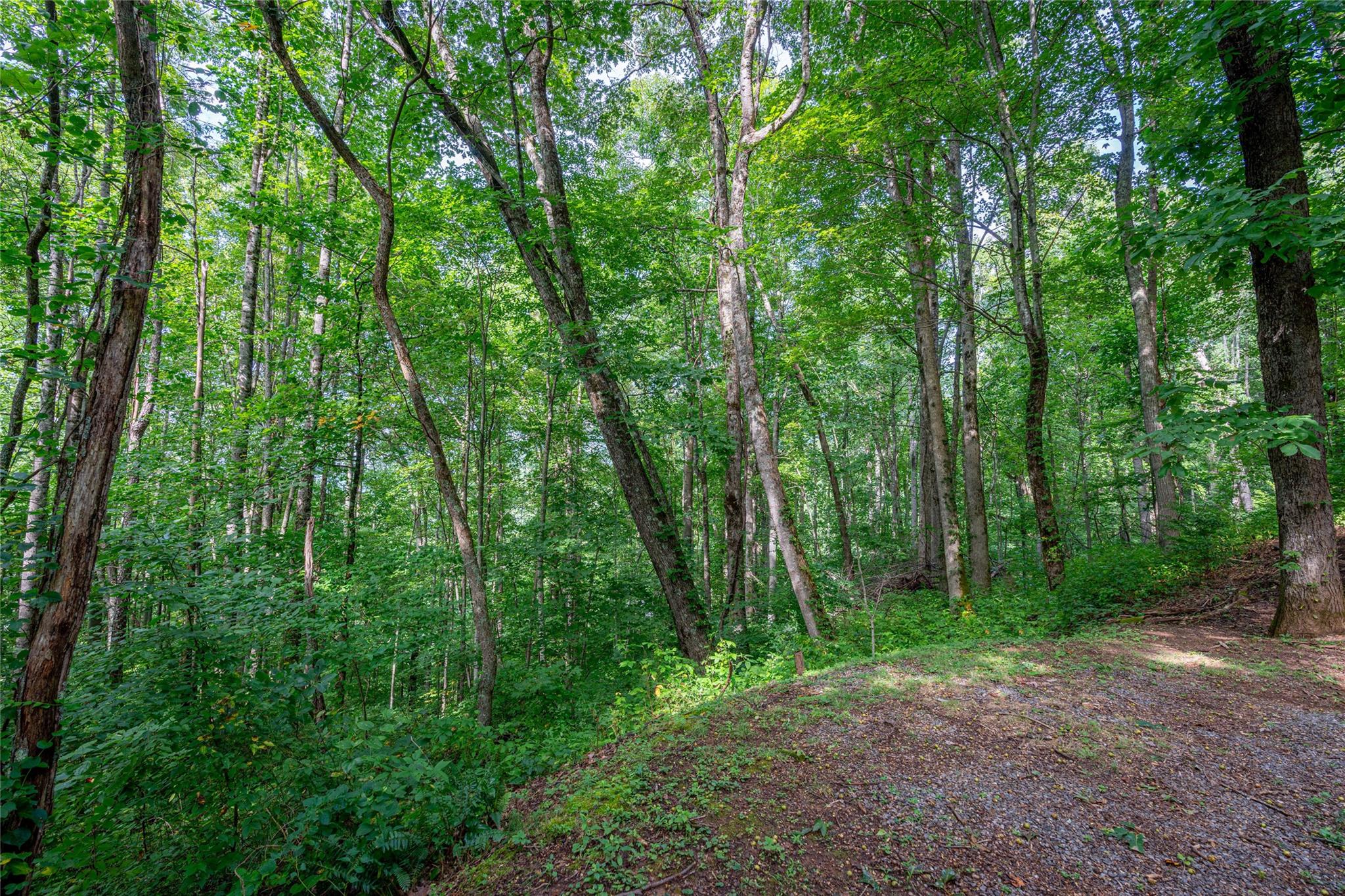 Wooded setting - 8 Resurrection Lane, Sylva