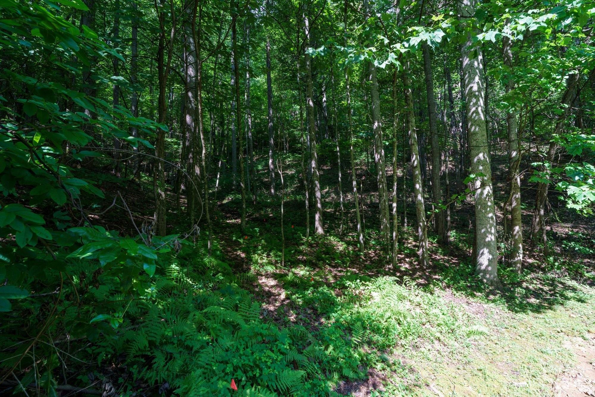Lot Interior - 317 Boundary Tree Pass, Arden