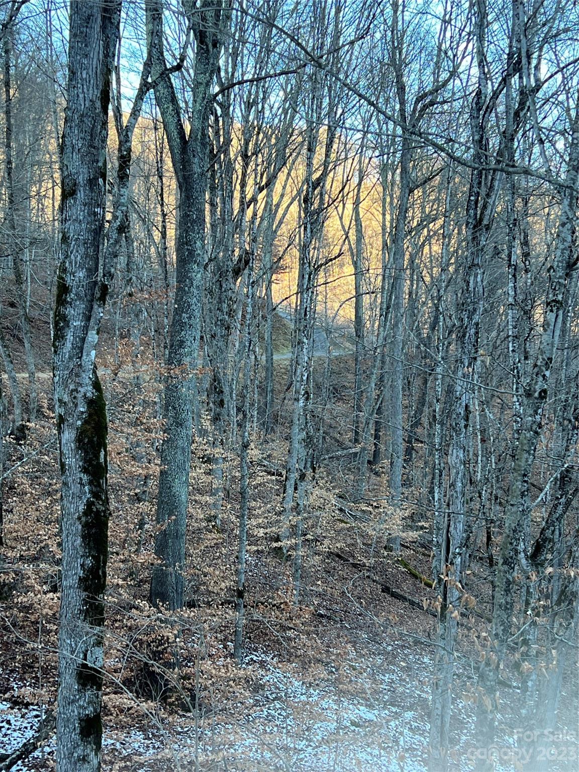 000 Bee Tree Lane
