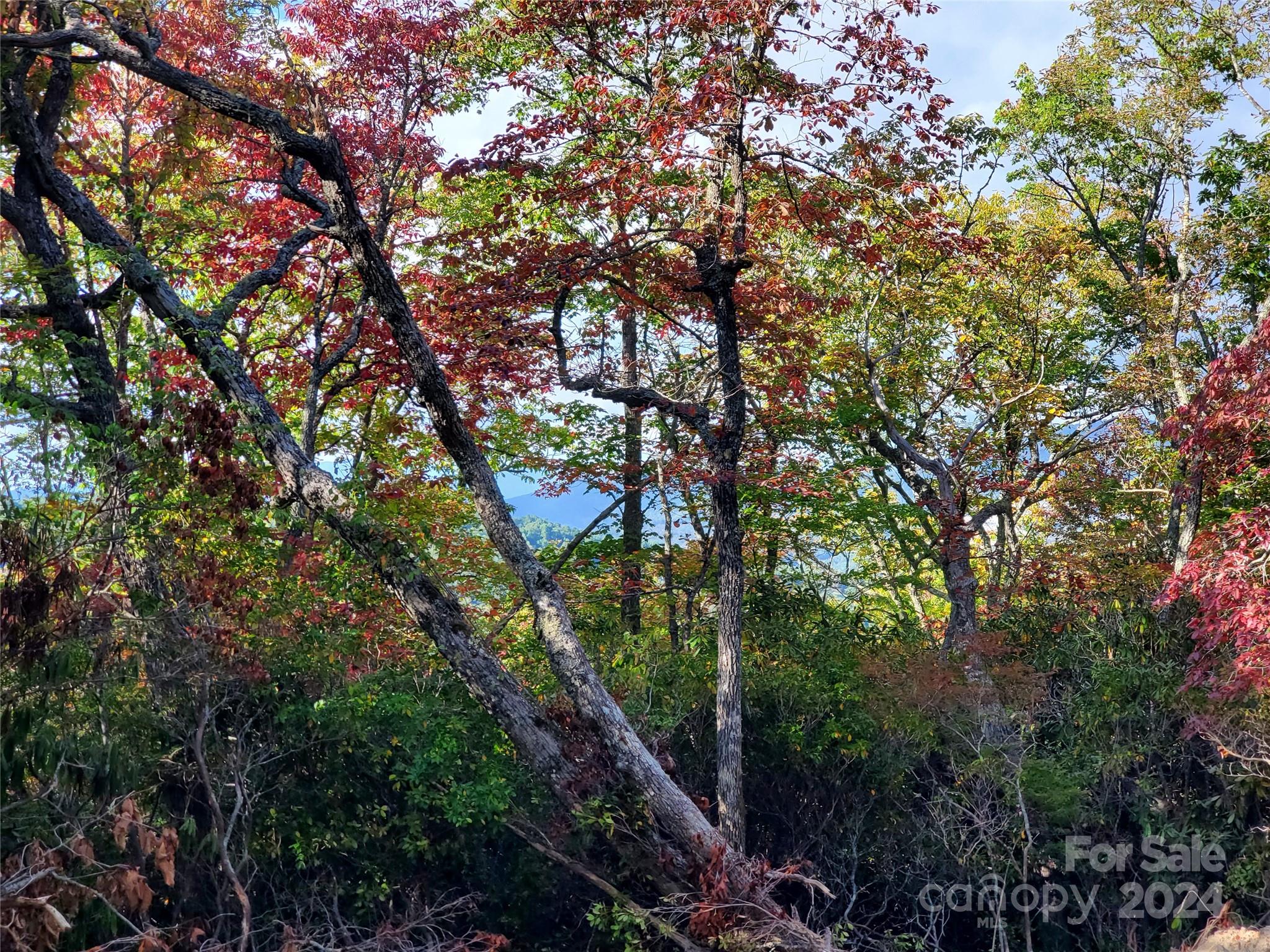 Acreage at TBD Parkwood Hill Road, Spruce Pine, photo 27 of 48