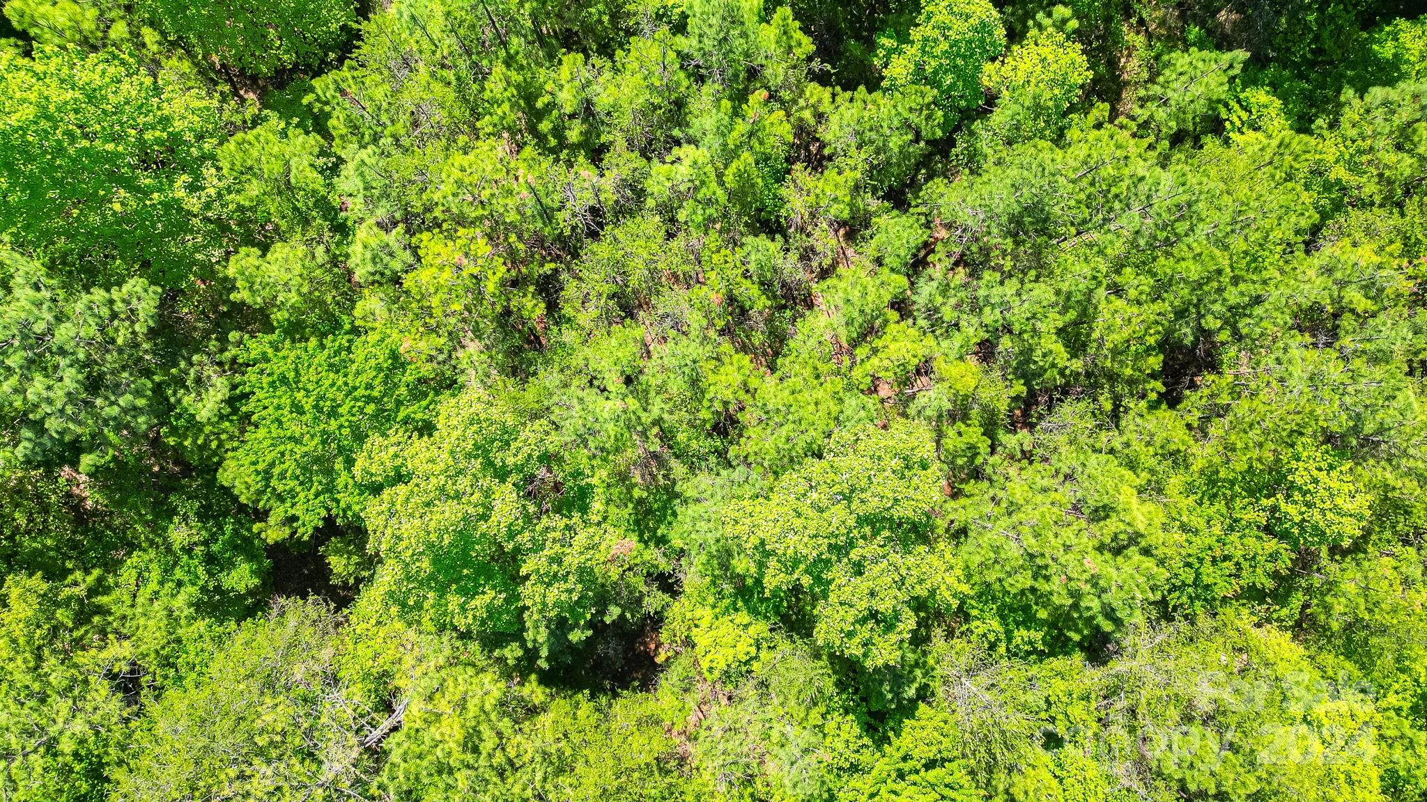 Lot at 0 W T Wilkins Road, Rutherfordton, photo 9 of 24