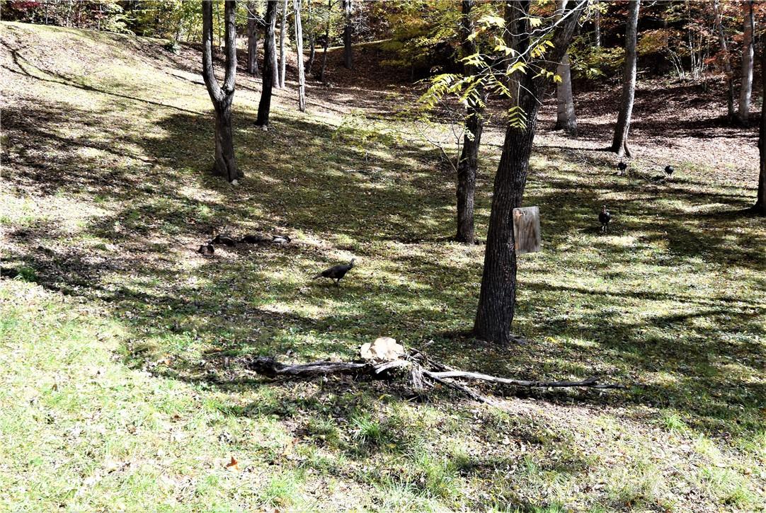 Neighborhood Turkeys - 115 B Campbell Mountain Drive, Waynesville
