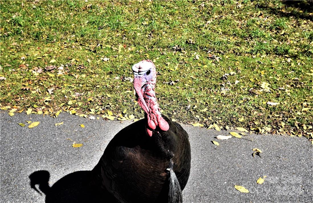 Mr. Tom Turkey - Lot 6 Mayflower Court, Waynesville