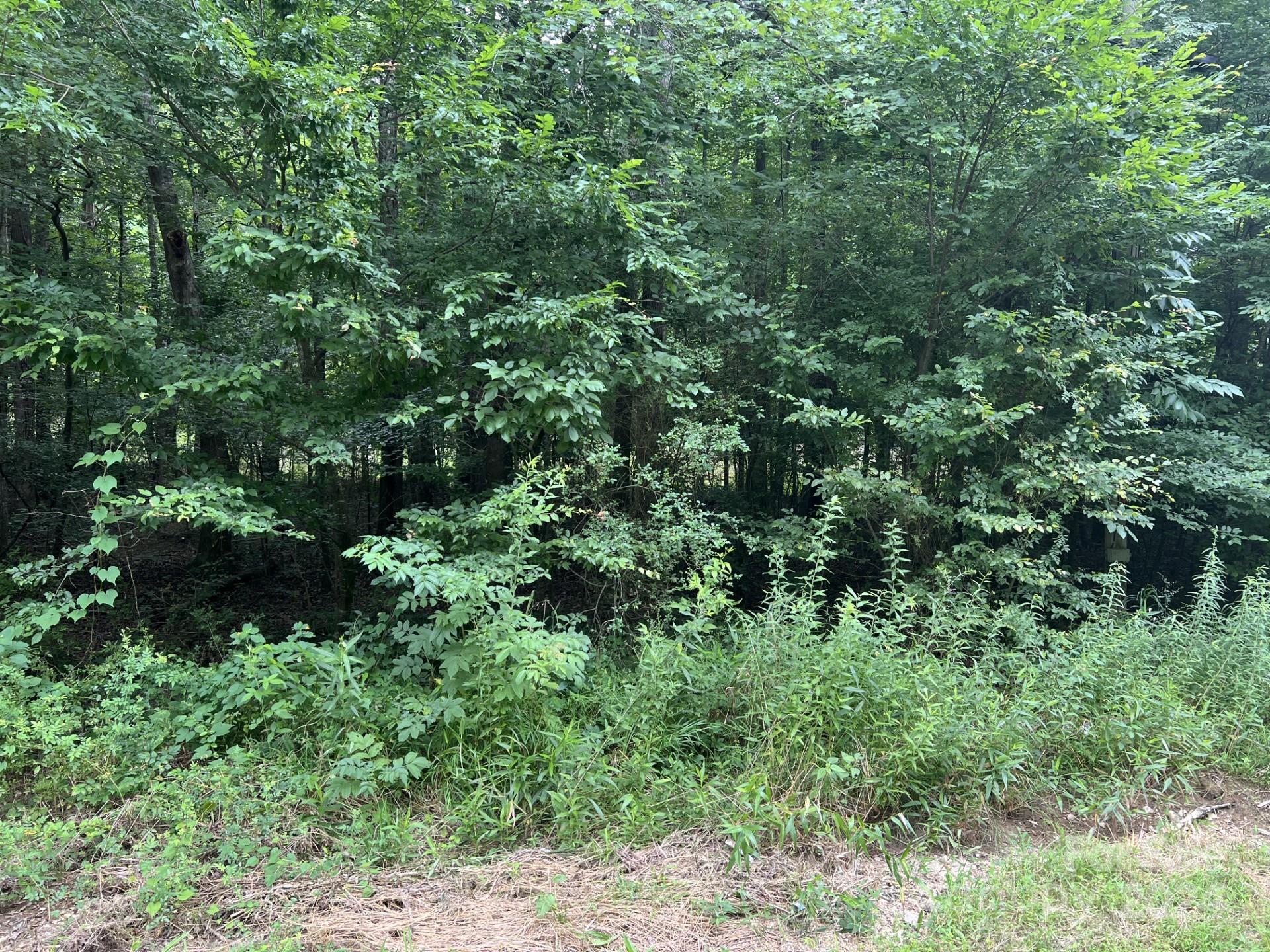 Approximate left side of roan frontage. - 00 Cottonville Road, Norwood