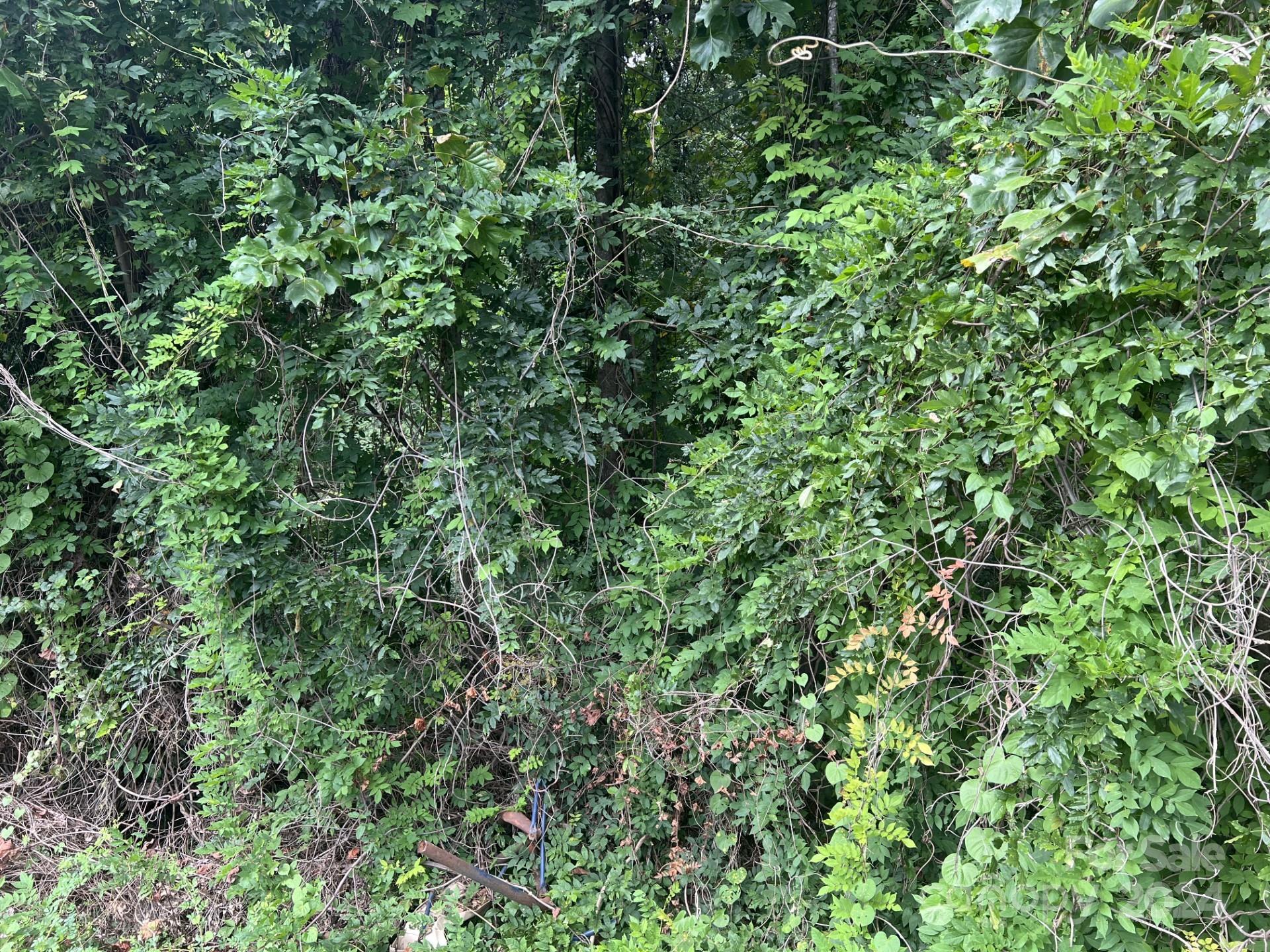 This was taken of the 310 foot southern border of the parcel, approximately 50 feet from the road. - 00 Maplewood Lane, New London