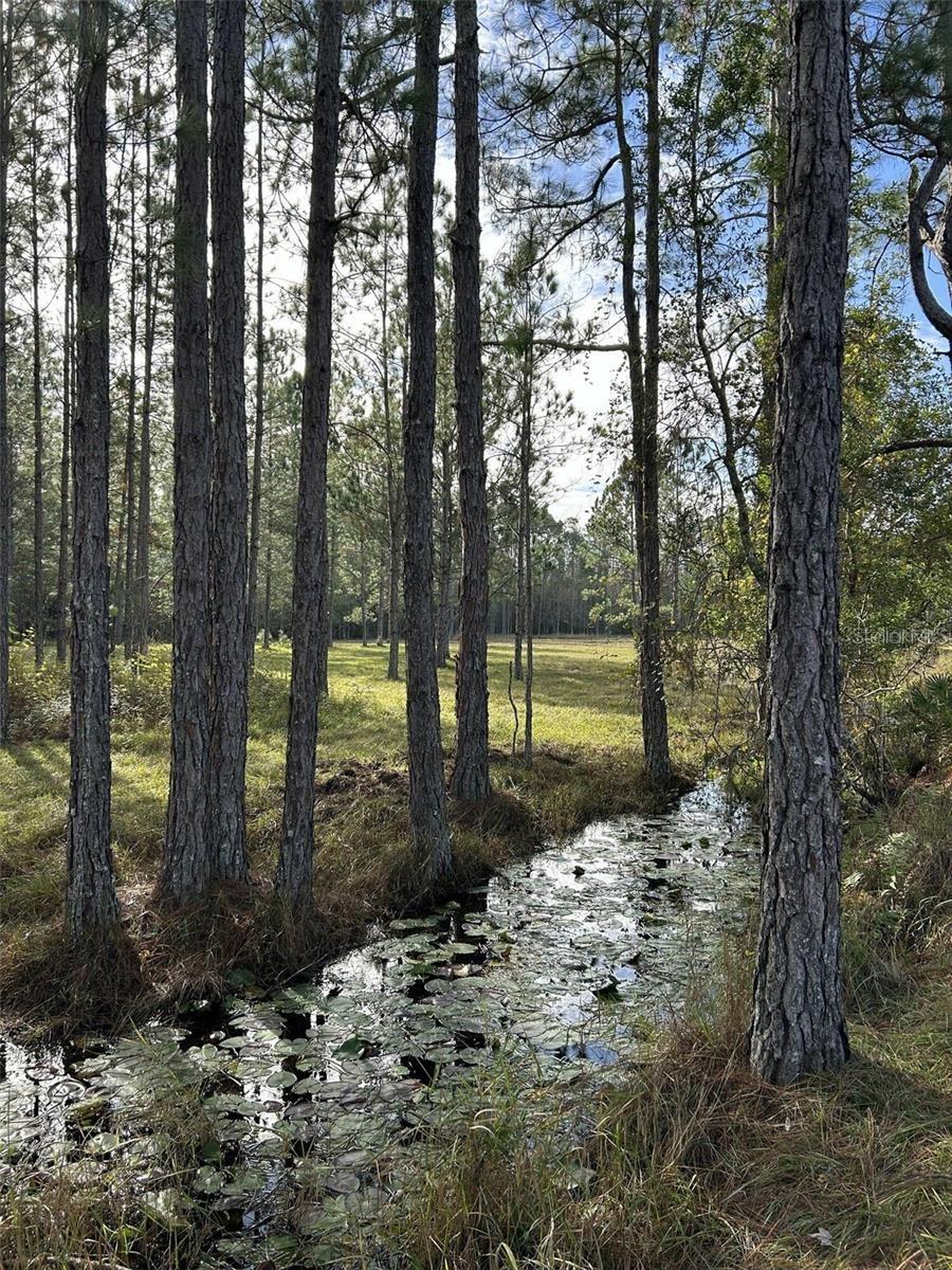 Land at BERRY GROVES RD DR, CLERMONT, photo 6 of 18