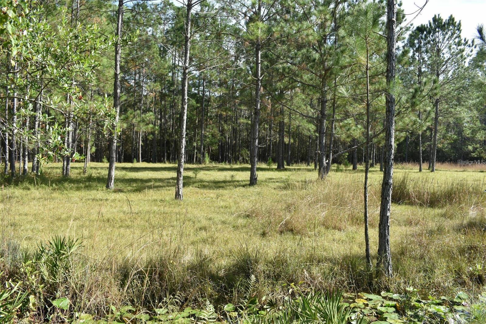 Land at BERRY GROVES RD DR, CLERMONT, photo 11 of 18