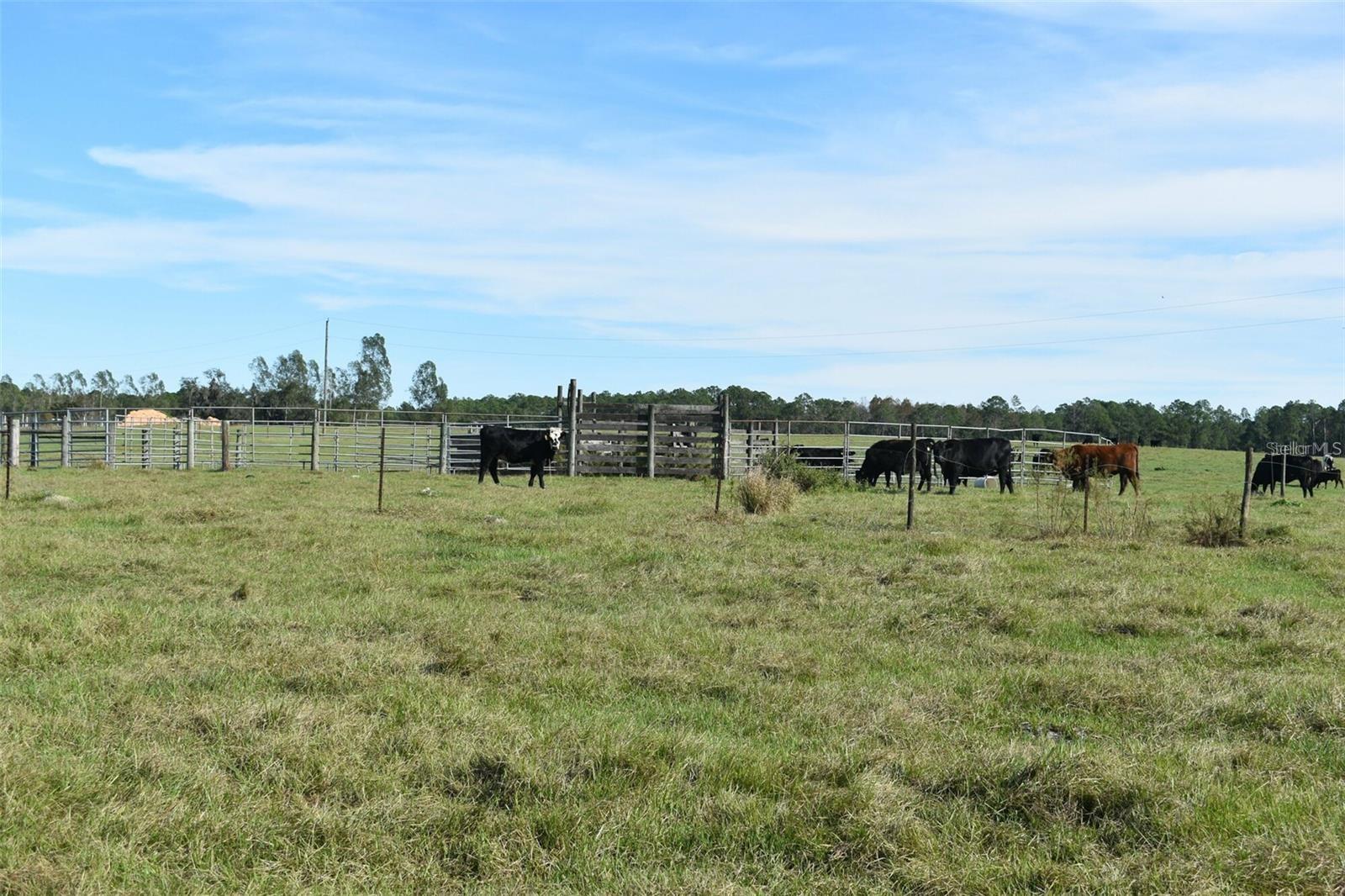 Land at BERRY GROVES RD DR, CLERMONT, photo 14 of 18