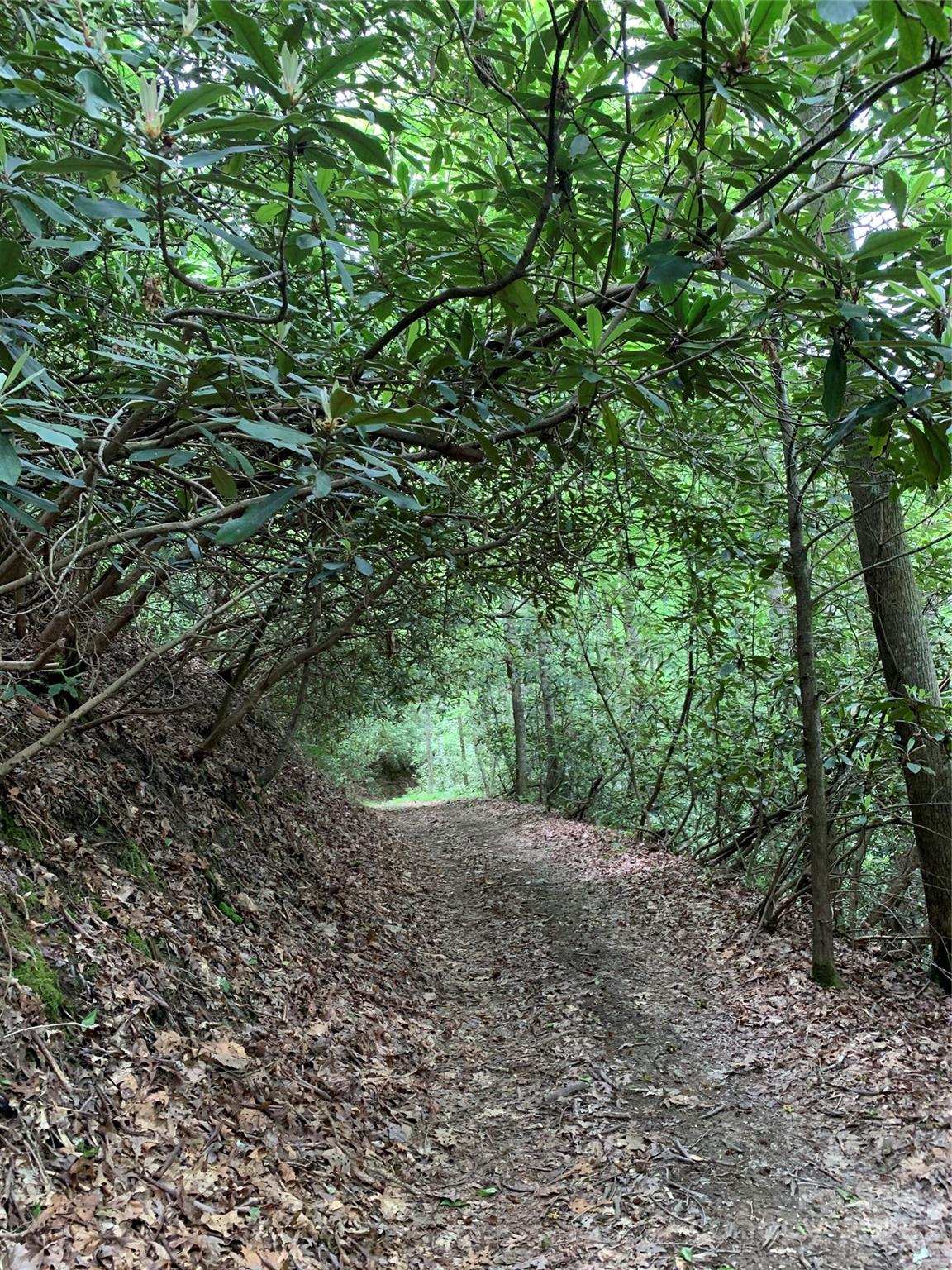 Hike or ride your UTV through one of these private neighborhood trails! - 255 Clearview Lane, Marshall