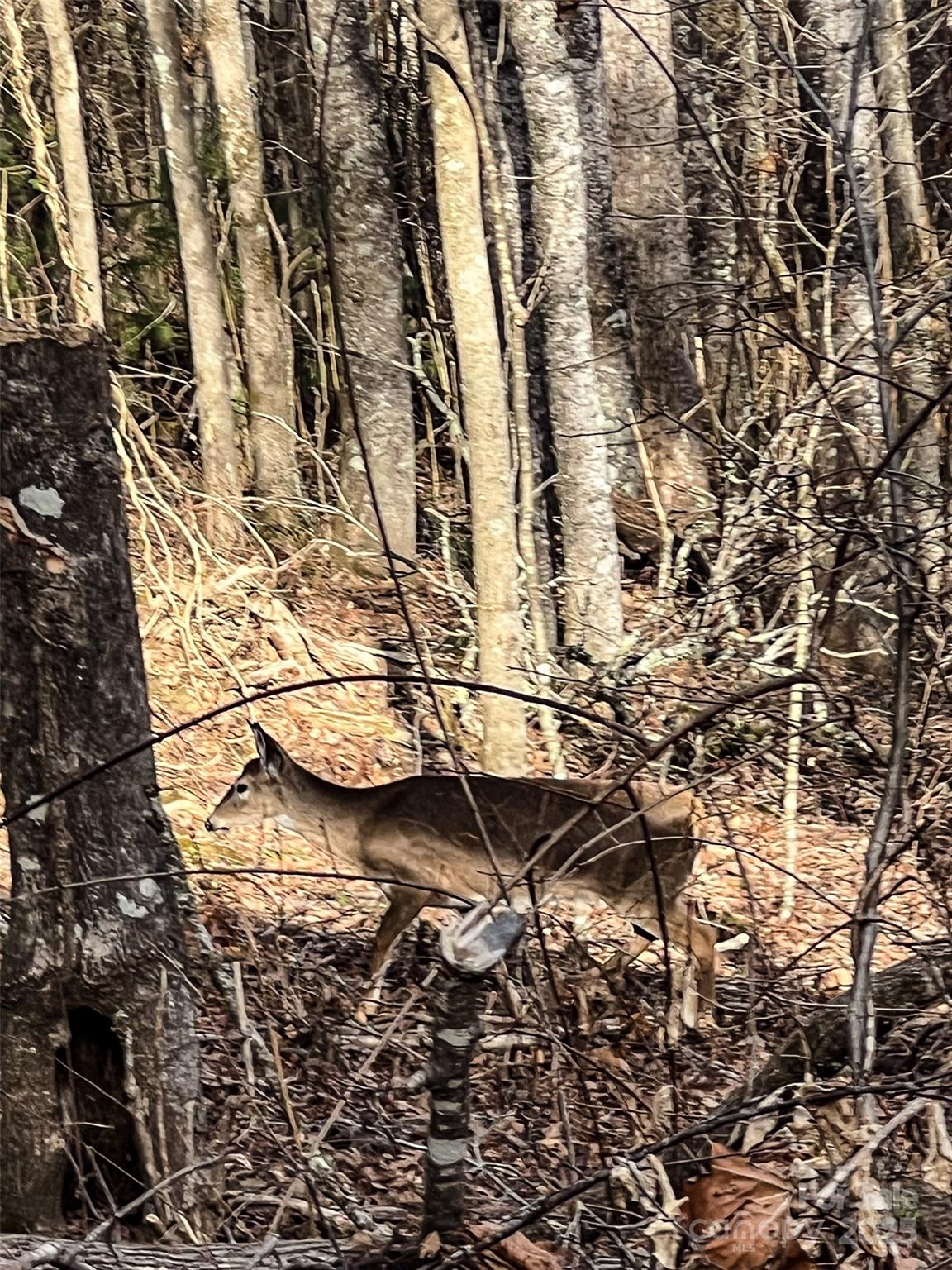 Enjoy the wildlife - 0000 Stepp Ridge Court, Hendersonville