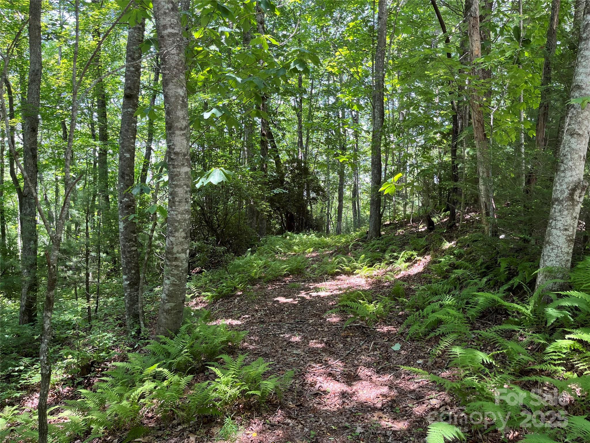 Lot at 57 Big Branch Road, Brevard, photo 7 of 20
