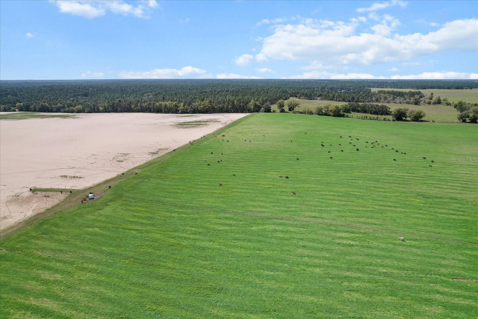 Land at (190 AC-see addt'l PID's) NW 225TH AVE, DUNNELLON, photo 8 of 20