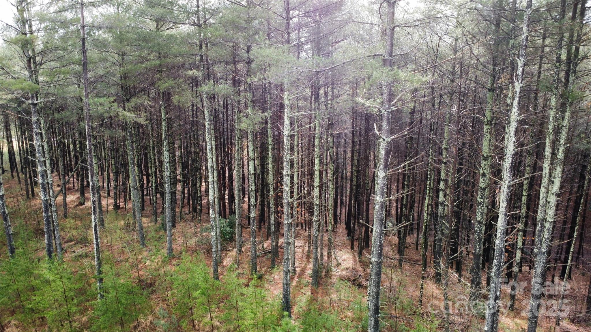 Lot at 26 Peninsula Reserve Road, Nebo, photo 11 of 20