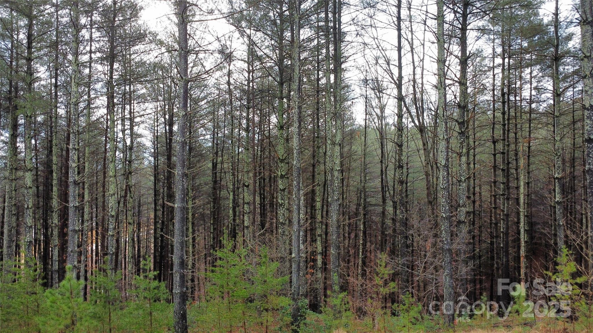 Lot at 26 Peninsula Reserve Road, Nebo, photo 14 of 20