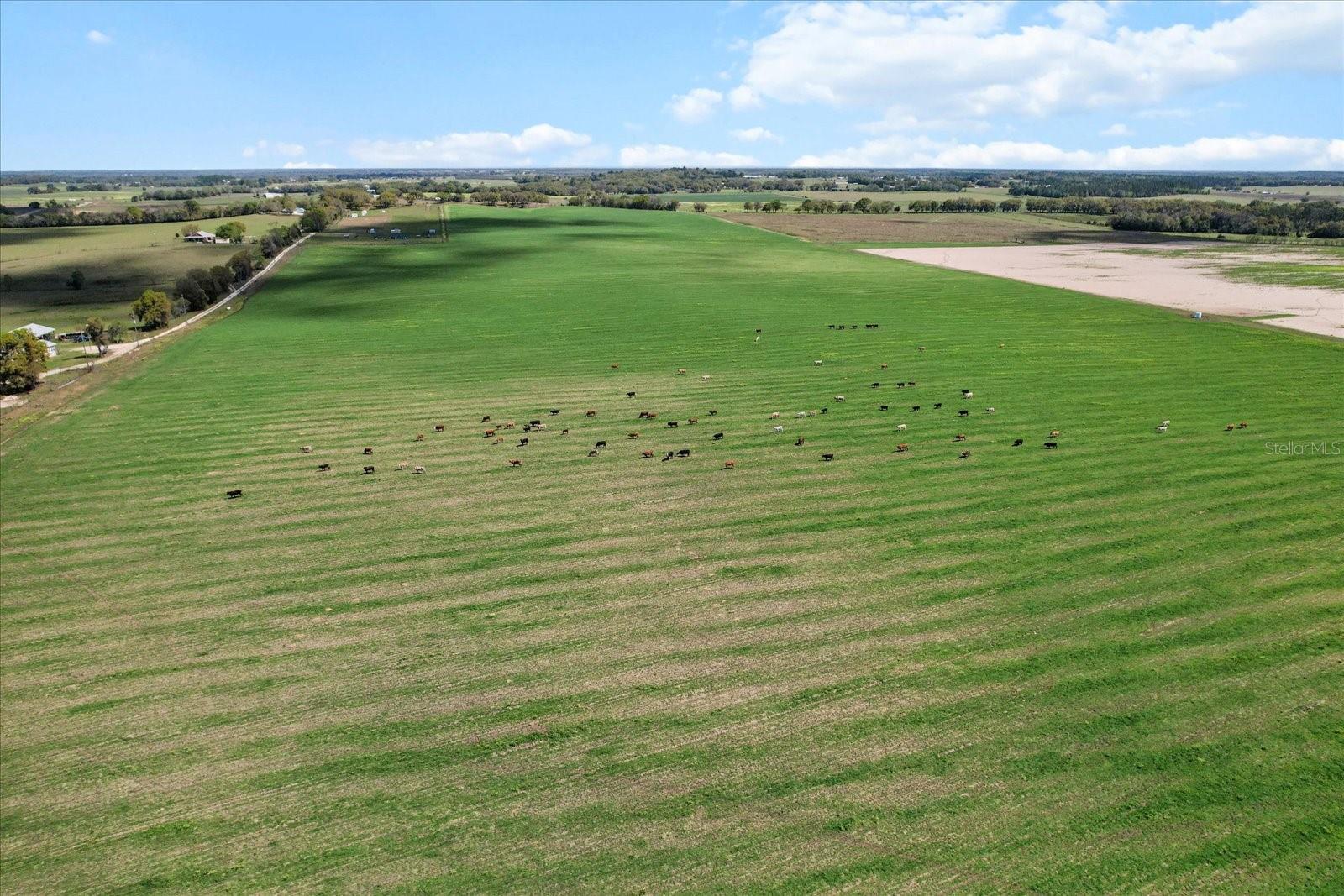 Land at (190 AC-see addt'l PID's) NW 225TH AVE, DUNNELLON, photo 11 of 20