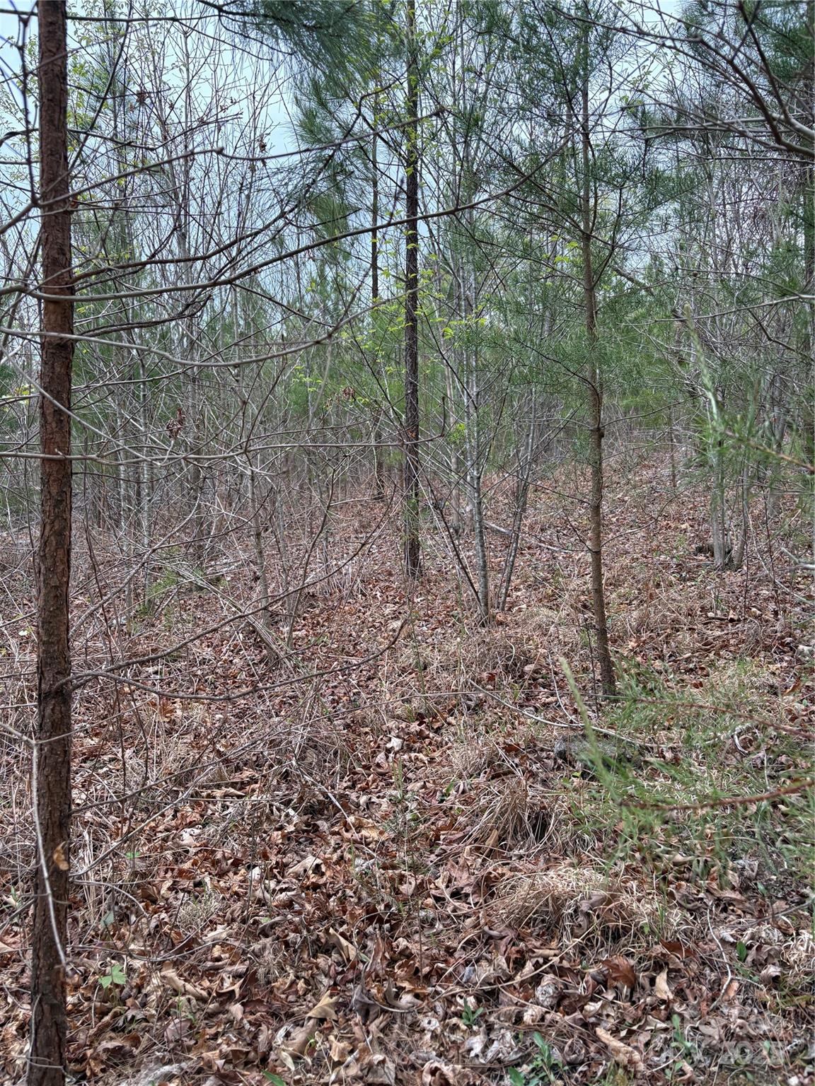 Acreage at 0 Rose Hollow Drive, Mill Spring, photo 2 of 8