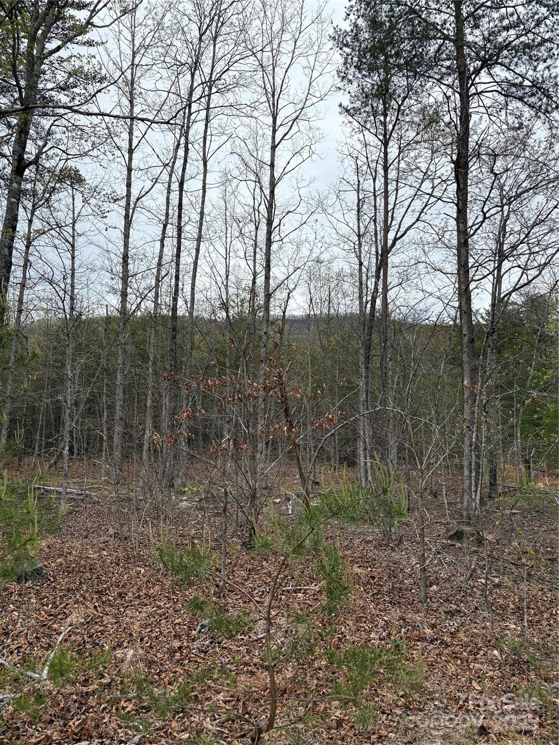 Acreage at 0 Rose Hollow Drive, Mill Spring, photo 6 of 8