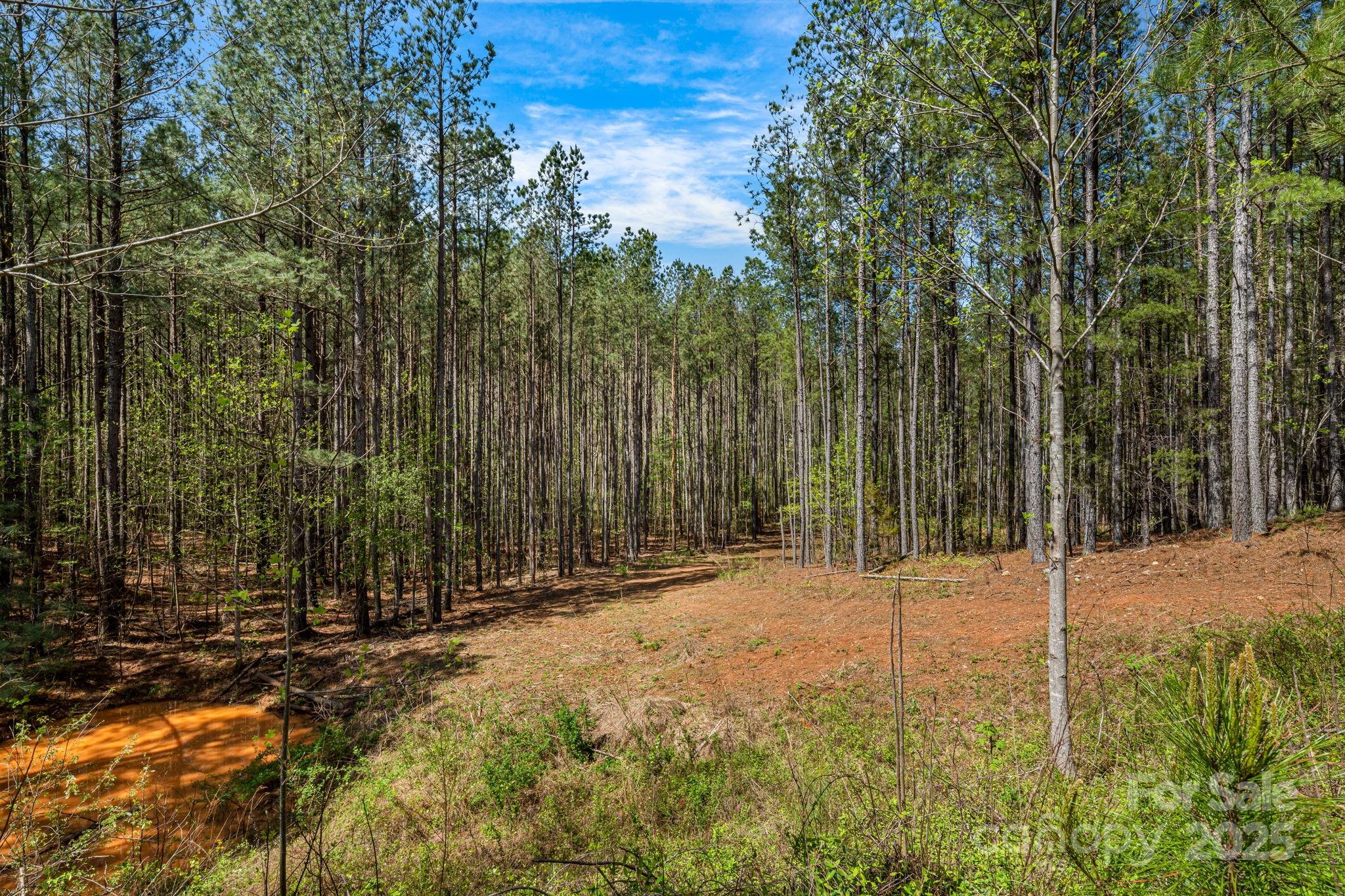 View from bottom of driveway looking across the lot from the street. The roughed in driveway slightly curves to the right just around the trees to the open area. - 19 Sunset Drive, Mill Spring
