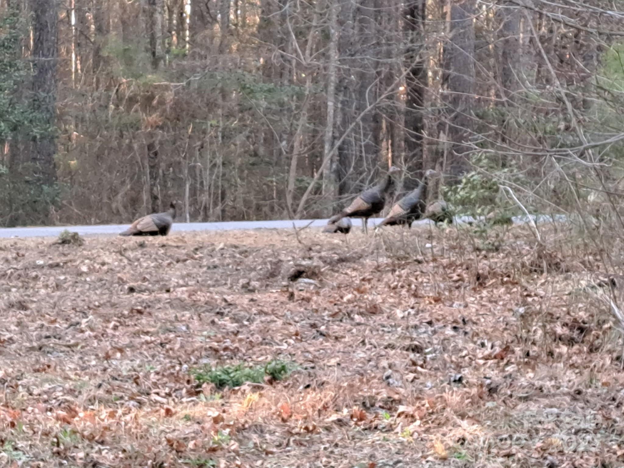 Acreage at 4027 Skyline Drive, Morganton, photo 5 of 5