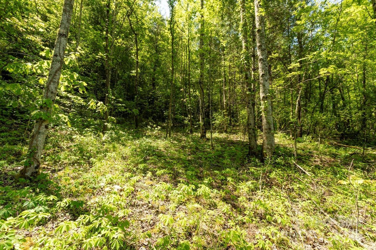 Acreage at Off of Locust Creek Road, Sylva, photo 3 of 20