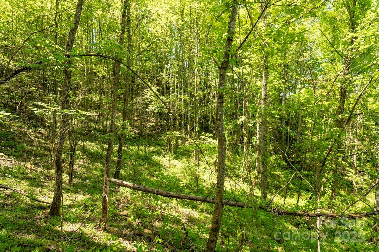 Acreage at Off of Locust Creek Road, Sylva, photo 10 of 20