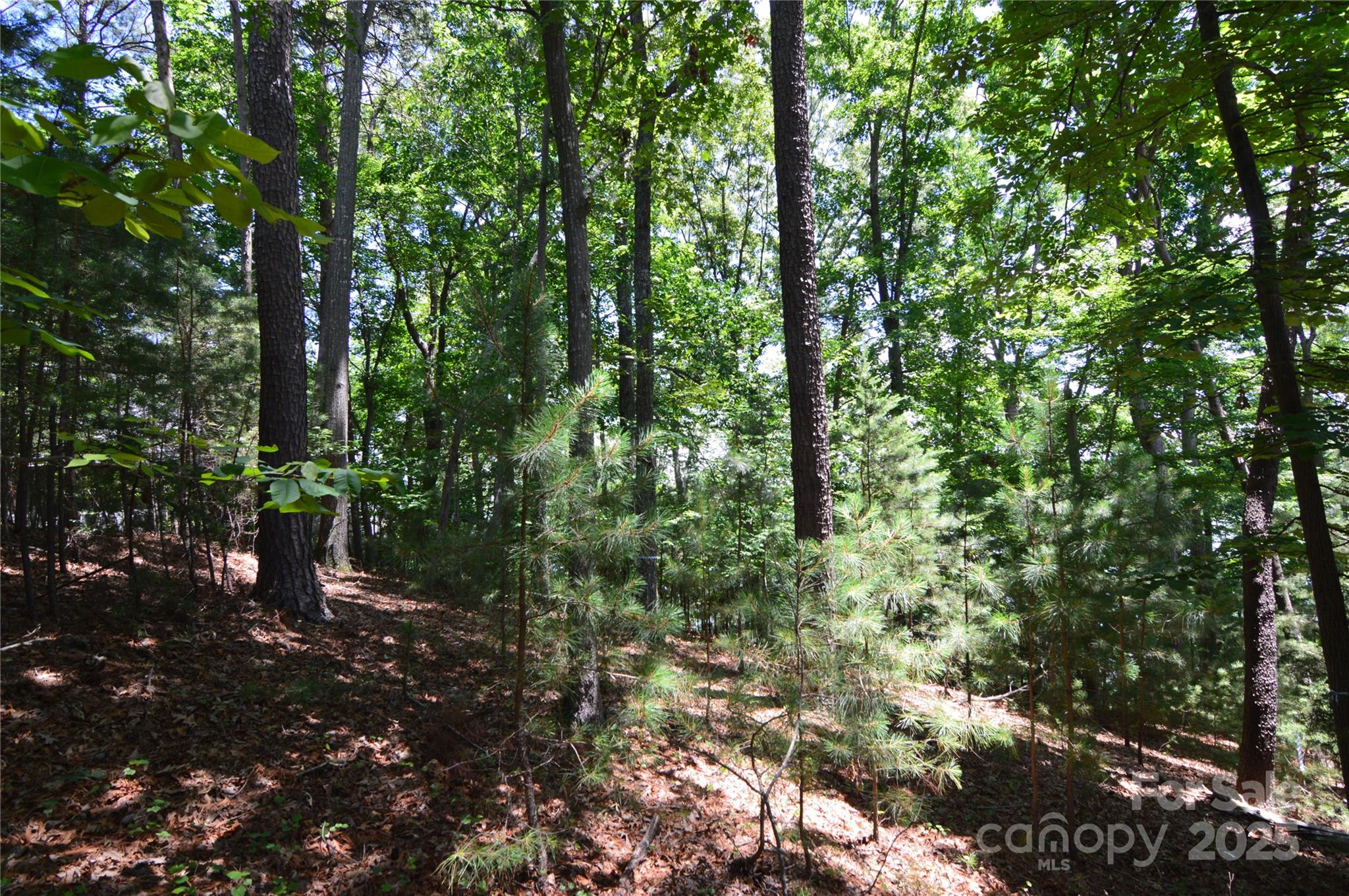 LOT INTERIOR VIEW - 3223 Lake Pointe Drive, Belmont