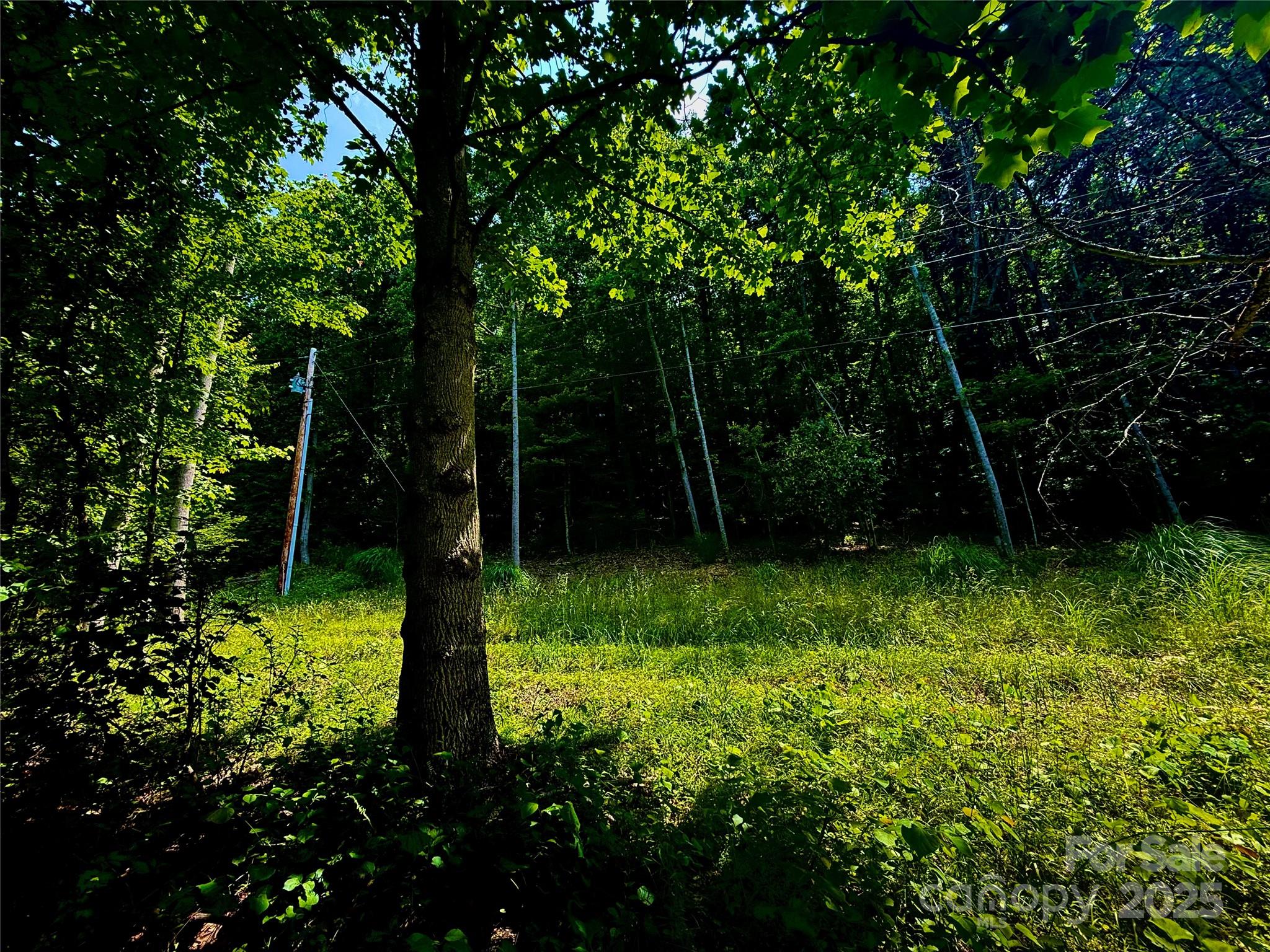 Acreage at 700 Wooded Mountain Trail, Mars Hill, photo 3 of 13