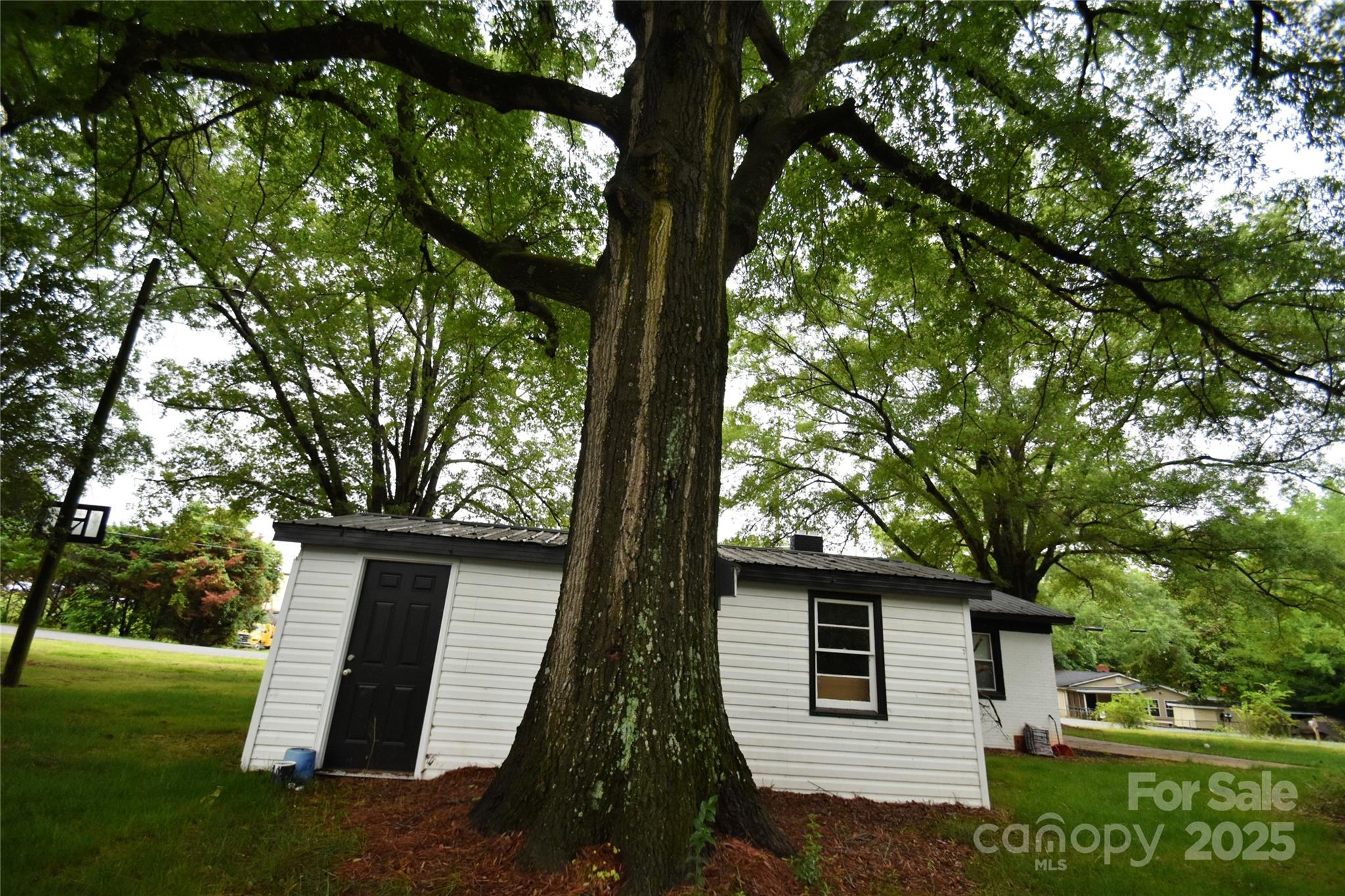 Back of Shed & second Entry Door - wide Angle view, What a Tree! - 706 Mcintyre Street, Monroe