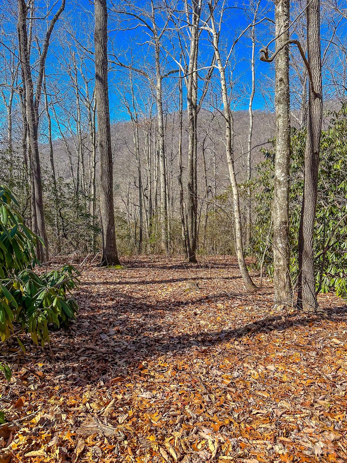 Flat buildable lots throughout property. - 99999 Dark Cove Road, Leicester