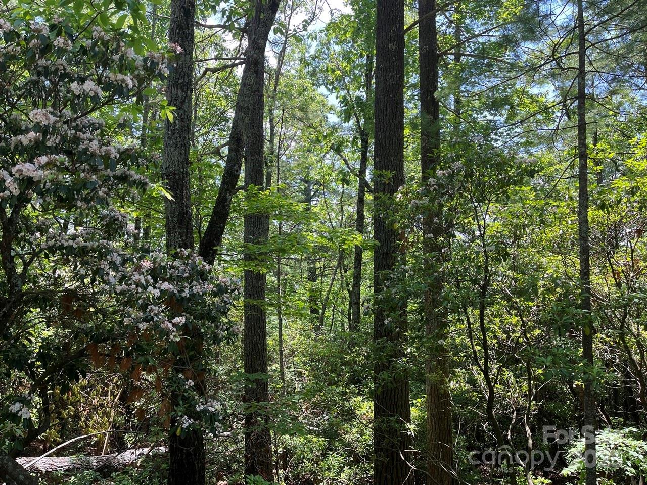 Lot at 0000 Humpback Mountain Road, Spruce Pine, photo 8 of 25