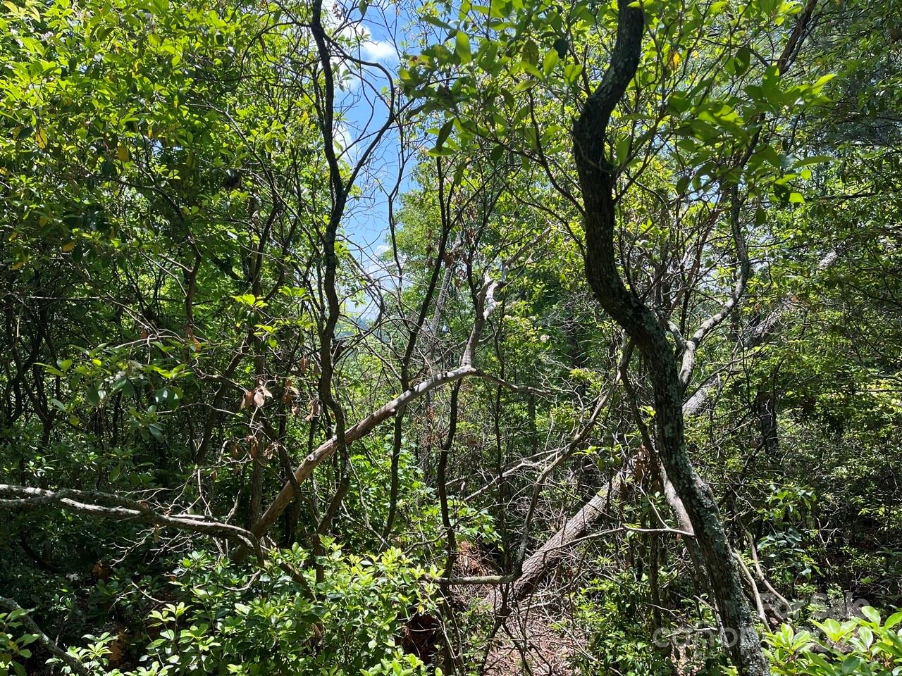Lot at 0000 Humpback Mountain Road, Spruce Pine, photo 11 of 25