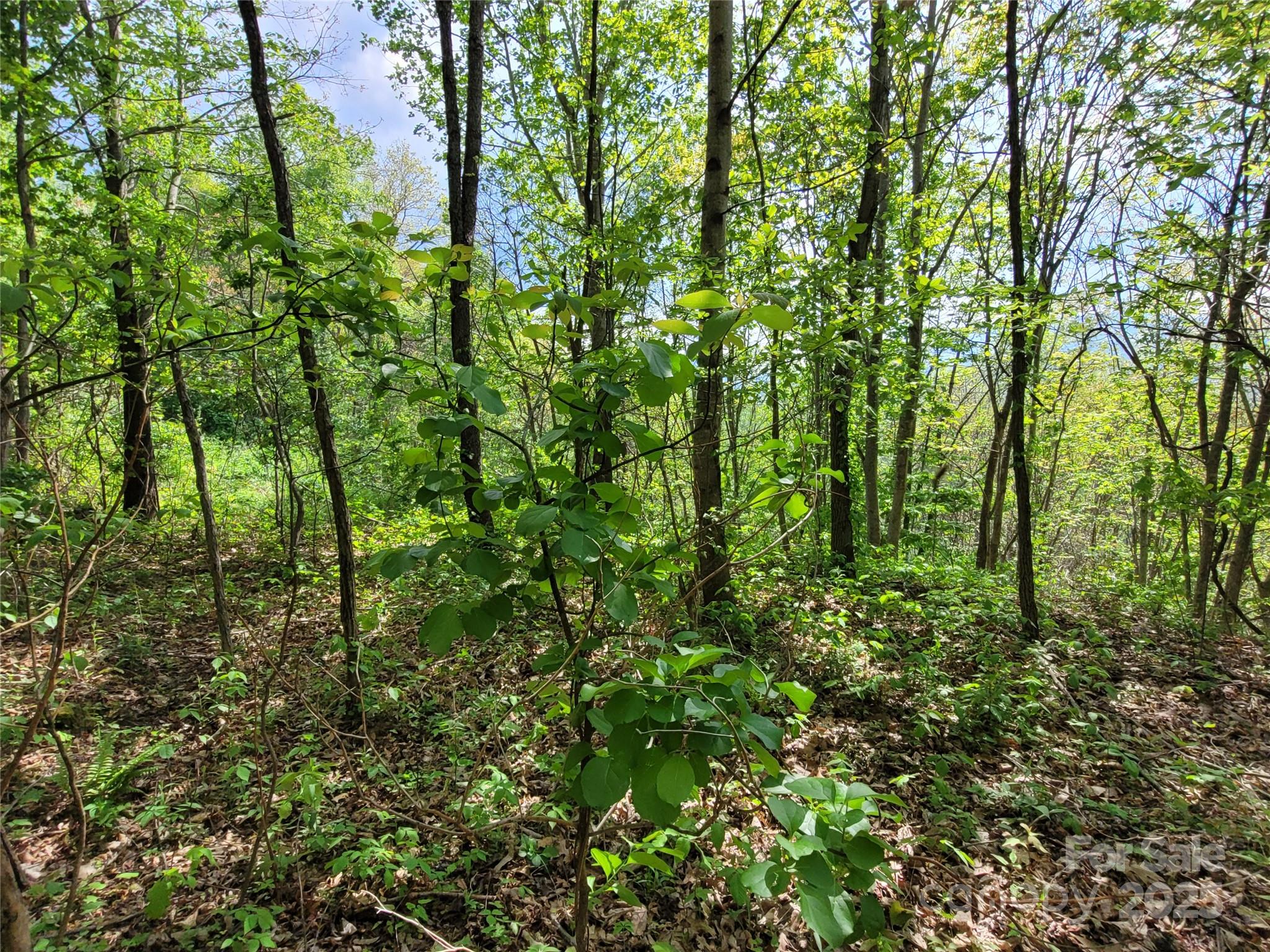 Potential Home Site - 00 Liner Cove Road, Waynesville