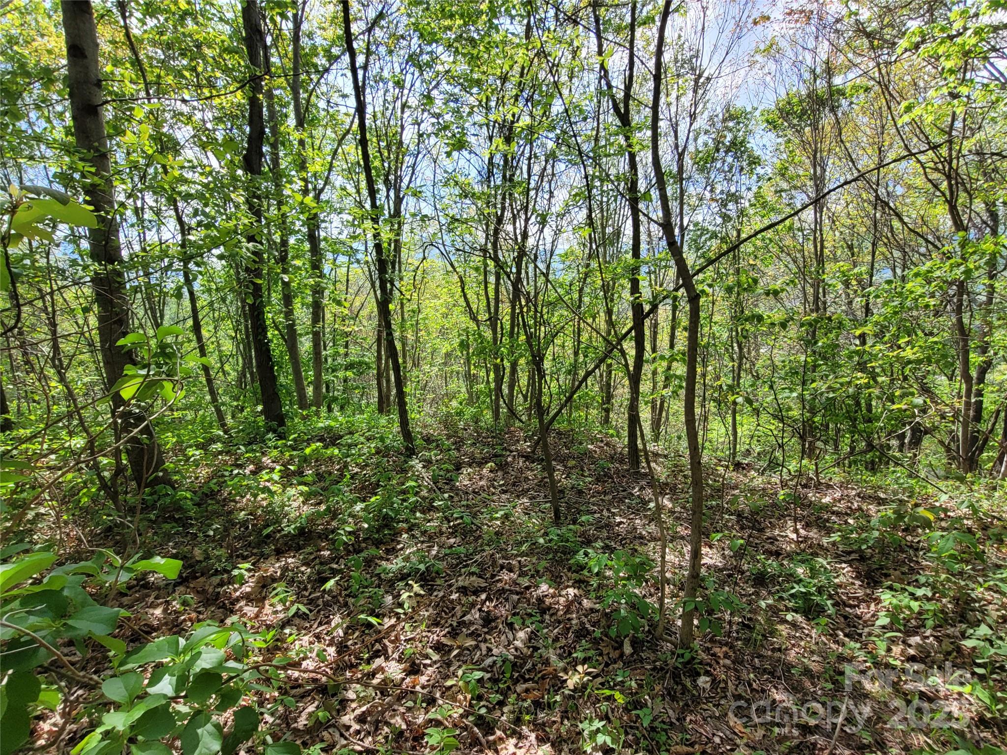 Potential homesite - 00 Liner Cove Road, Waynesville