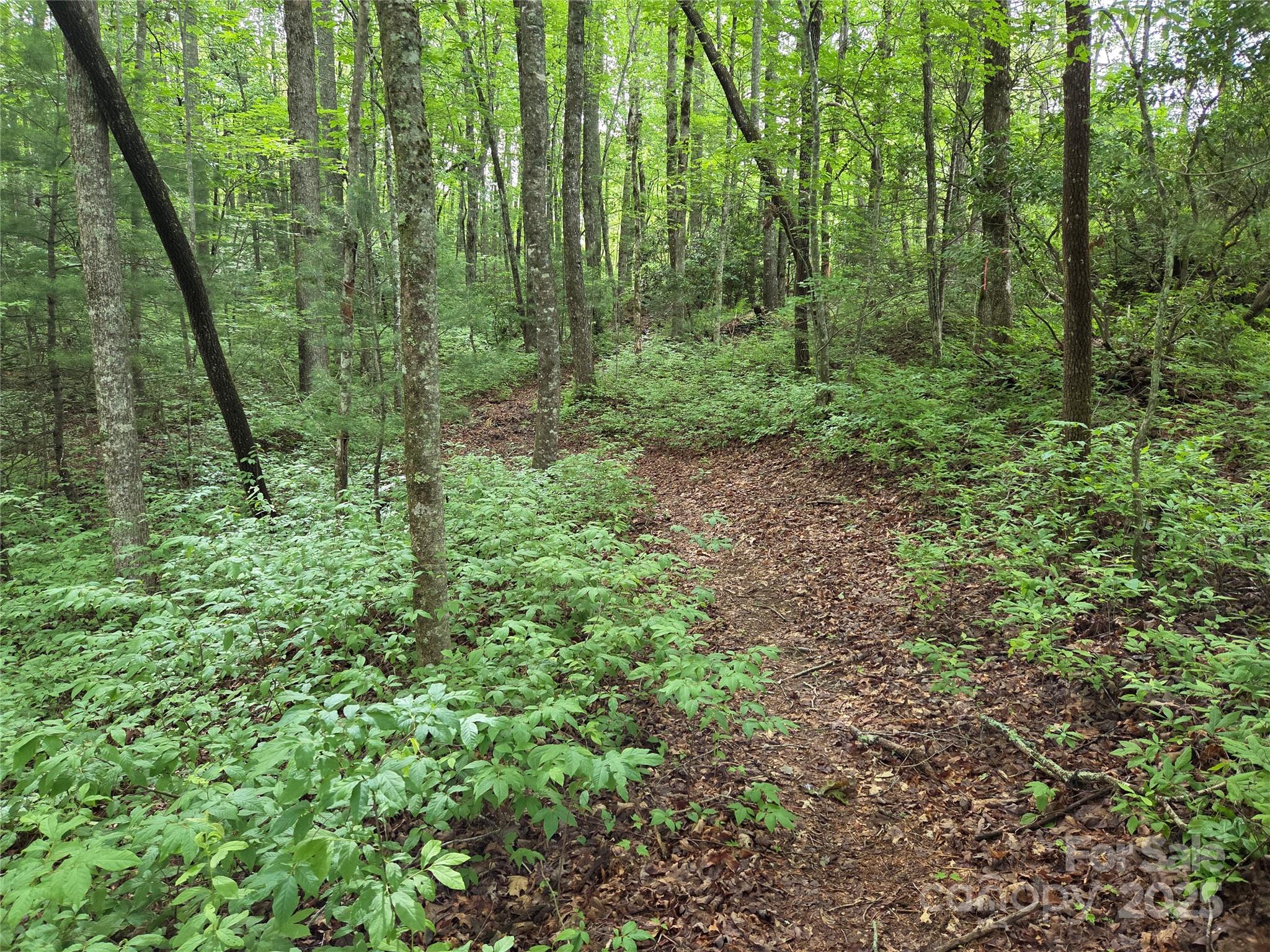 Lot at TBD Cedar Lane, Brevard, photo 2 of 24