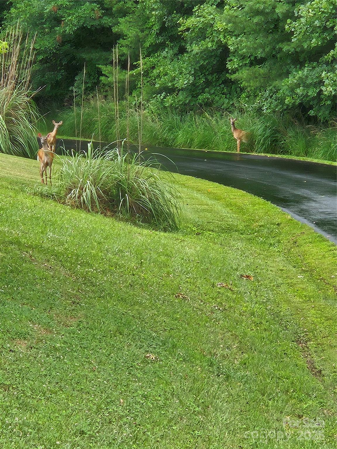 Lot at 9999 Gabriels Creek Road, Mars Hill, photo 7 of 19