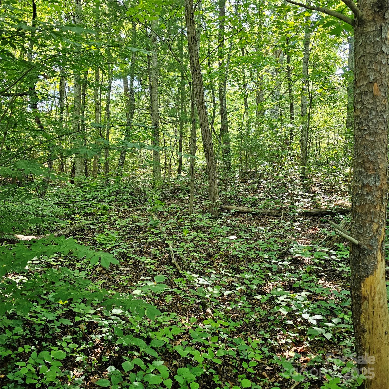 Lot at 99999 Campground Road, Asheville