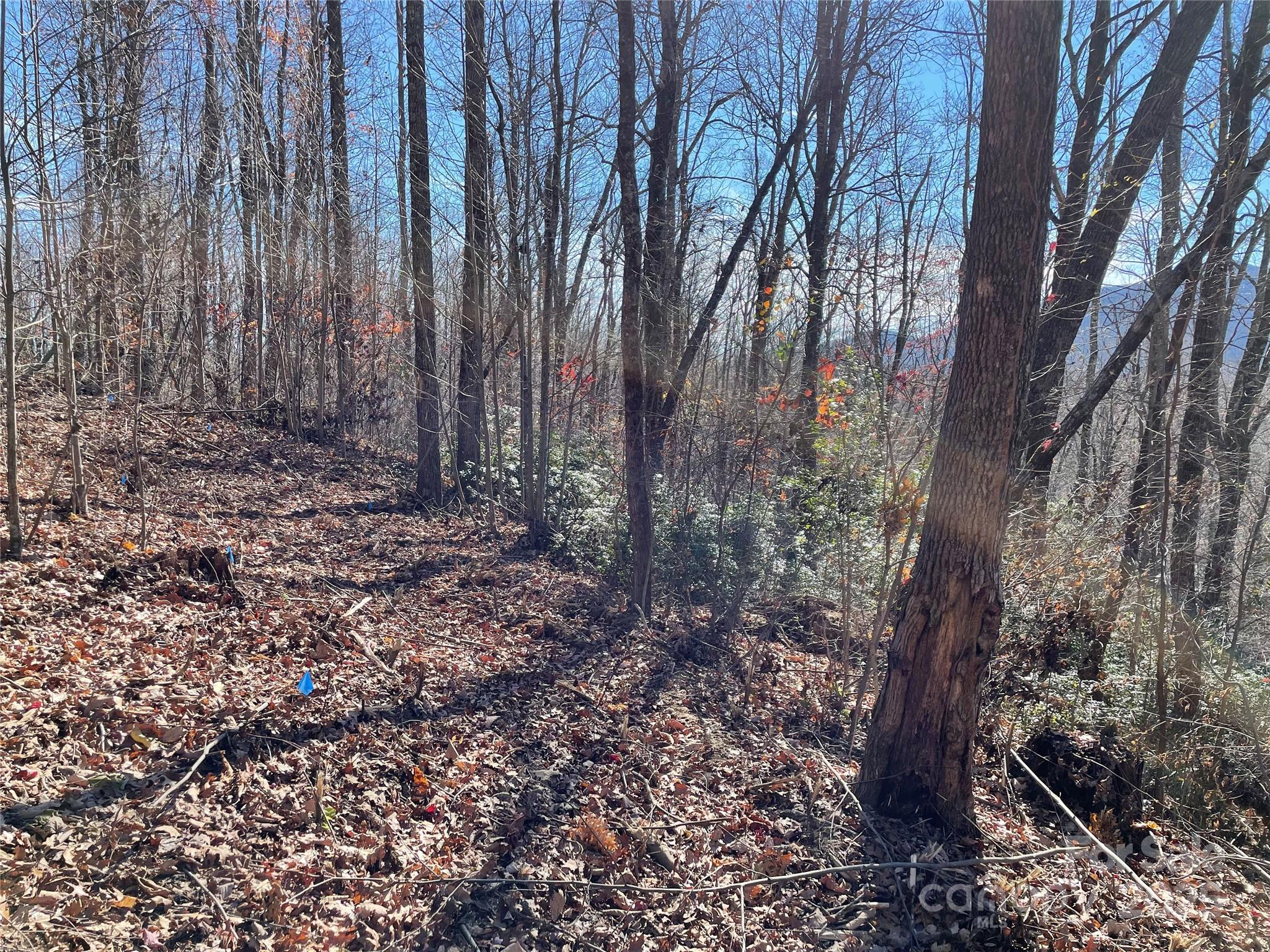 view along proposed driveway. - 9999-1 Nesbitt Chapel Road, Fairview
