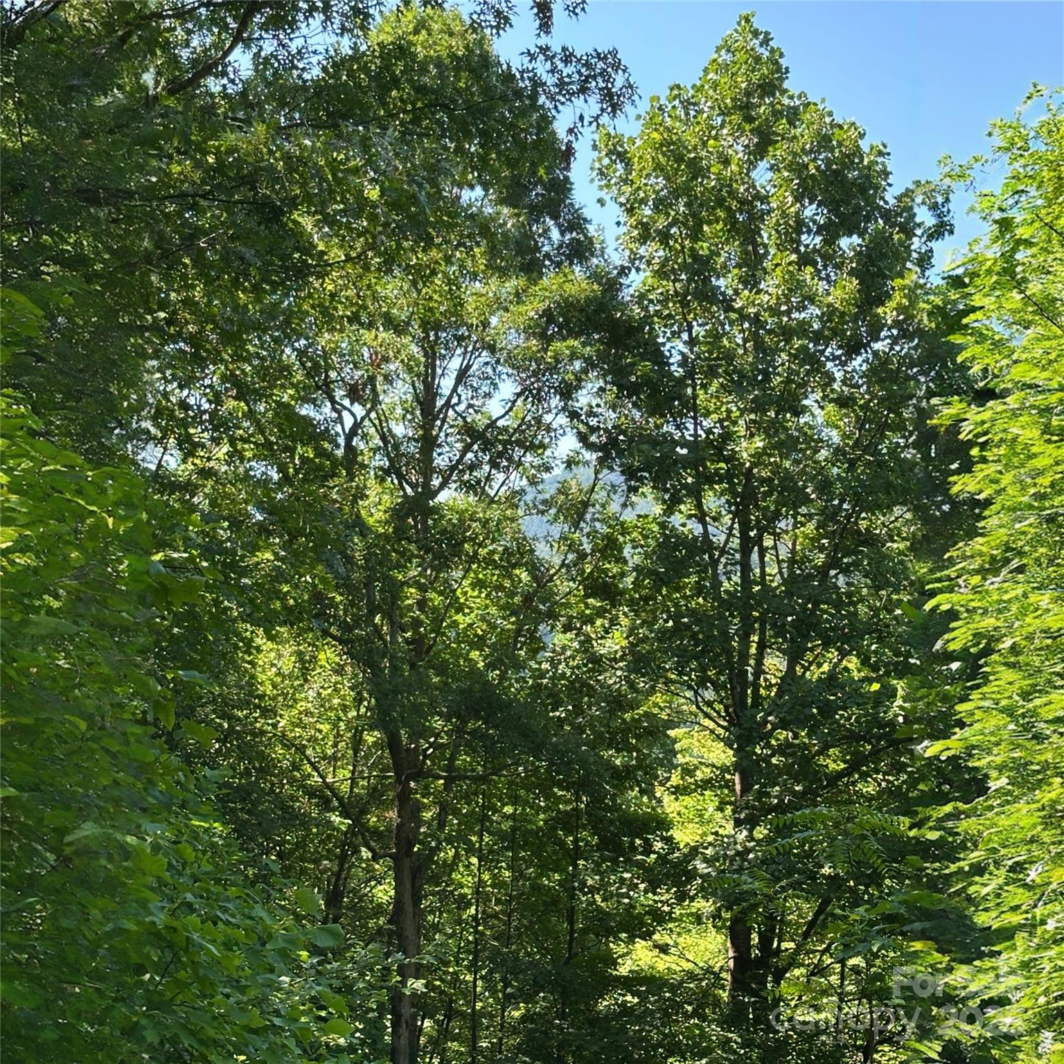Lot at 33 Nuthatch Lane, Black Mountain, photo 3 of 9