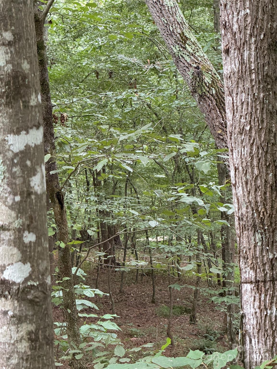 Community Trail and Bridge in background - Lot 25 Zinzendorf Lane, Moravian Falls