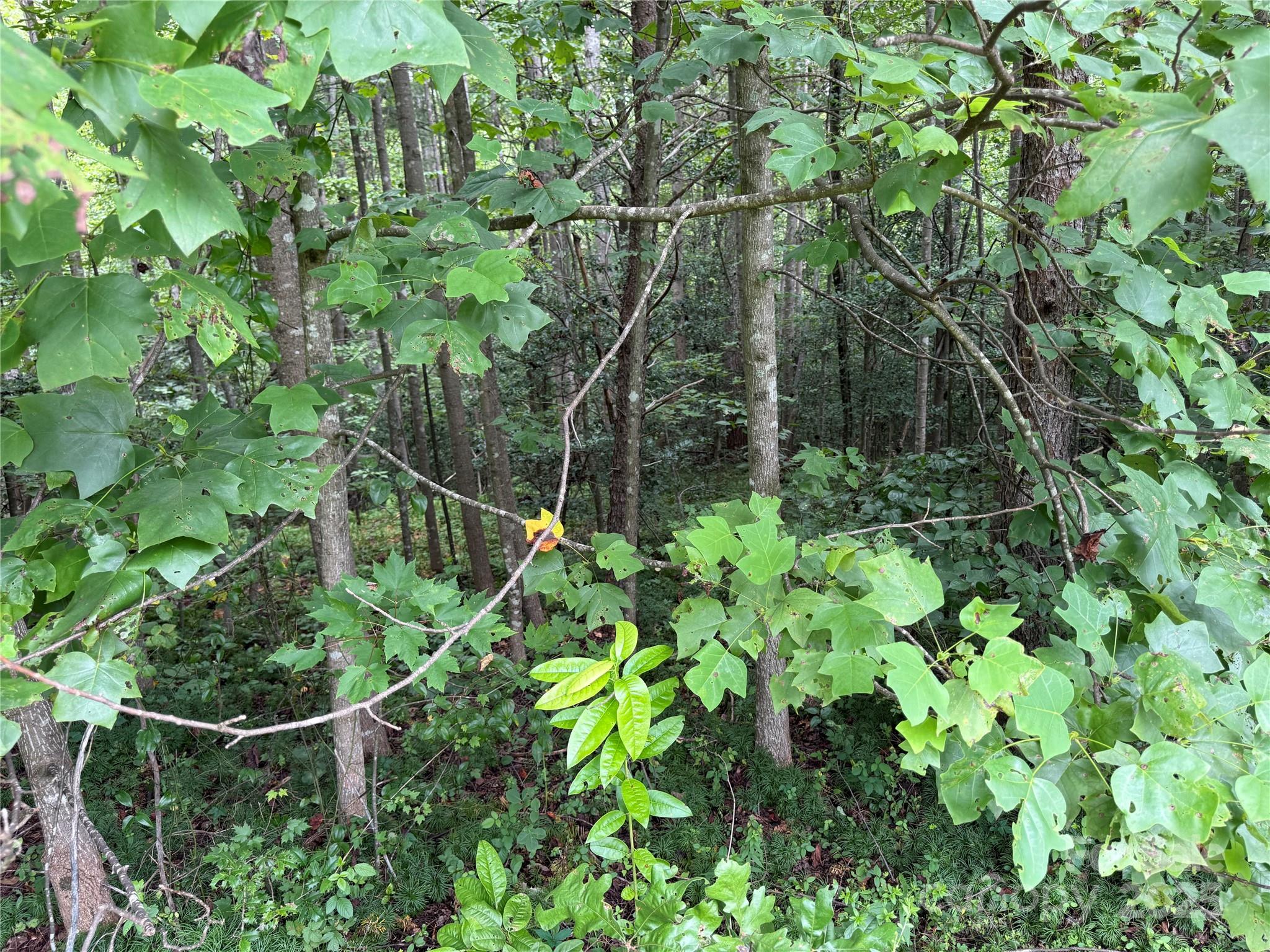 Lot 25-2 - Lot 25 Zinzendorf Lane, Moravian Falls
