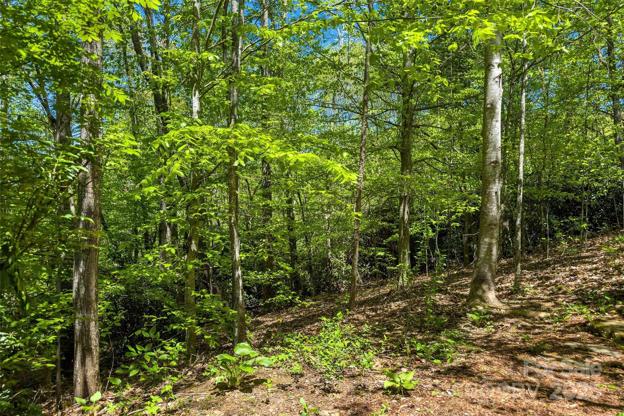 Lot at tbd Hunting Lodge Drive, Black Mountain, photo 2 of 10