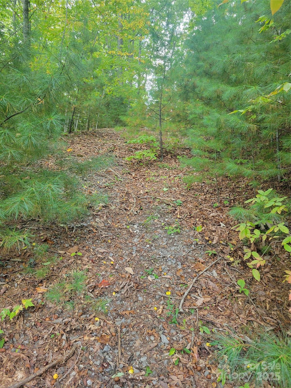 Lot at 0 Pinewood Drive, Waynesville, photo 3 of 7