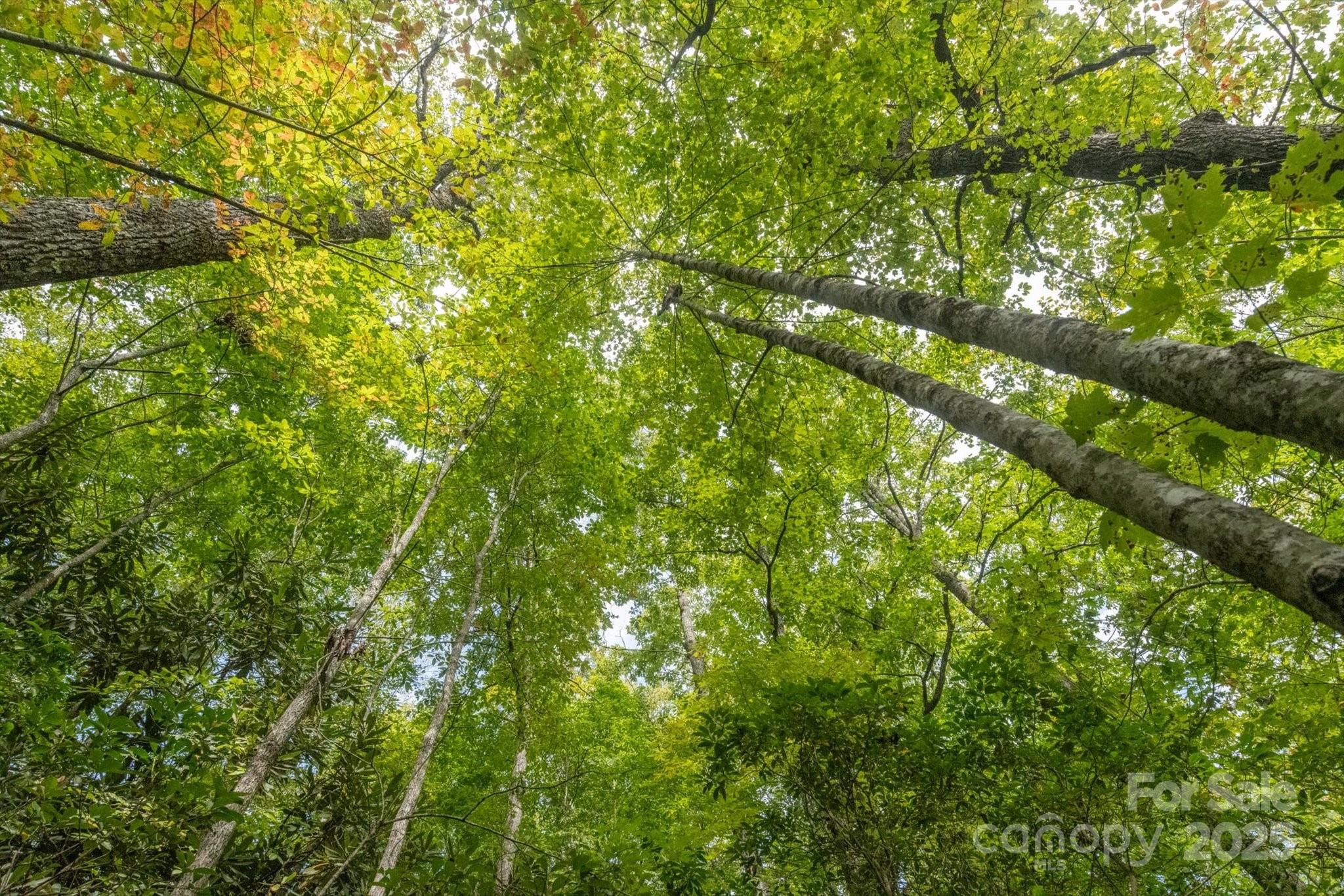 Lot at TBD Pine Mountain Trail, Brevard, photo 7 of 21