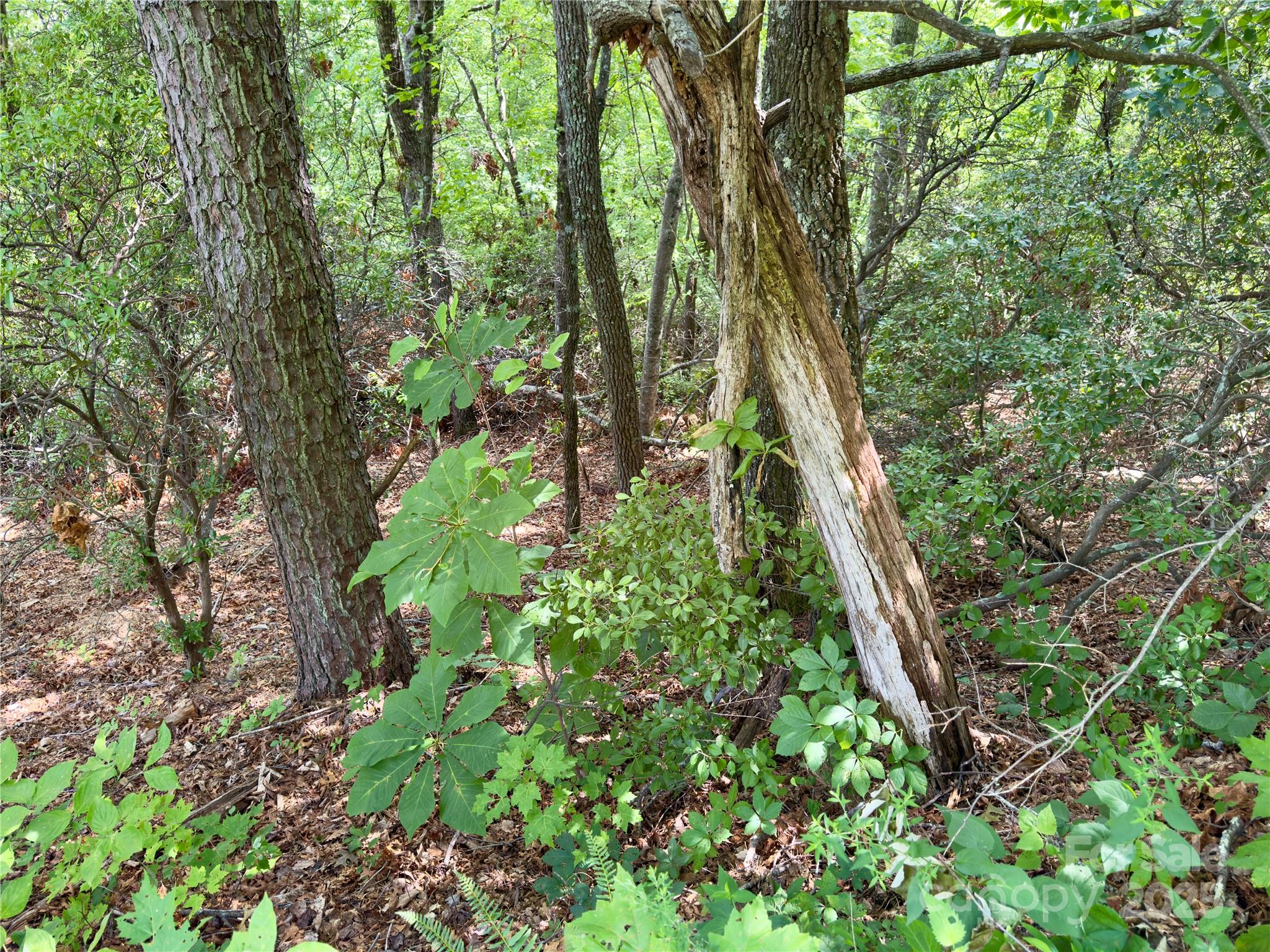 Lot at 94 Galax Drive, Black Mountain, photo 6 of 11