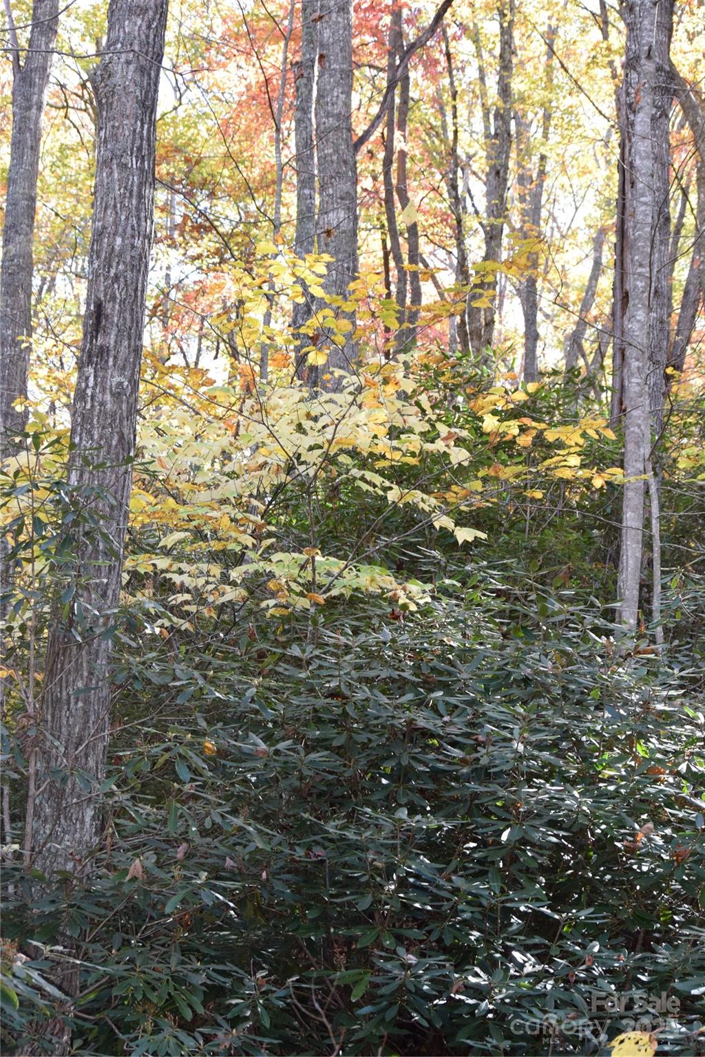 Fall 2025 on the property - TBD Clear Creek Road, Burnsville