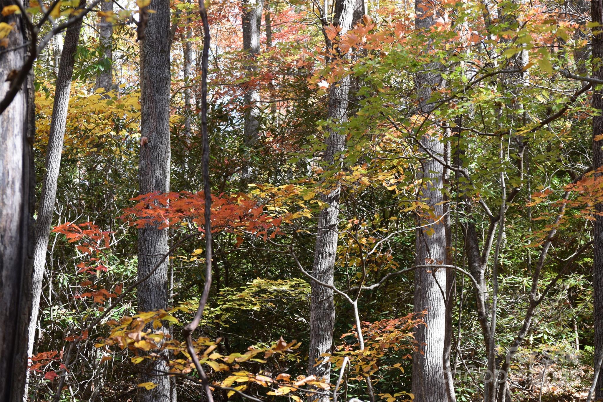 Fall 2025 on the property - TBD Clear Creek Road, Burnsville