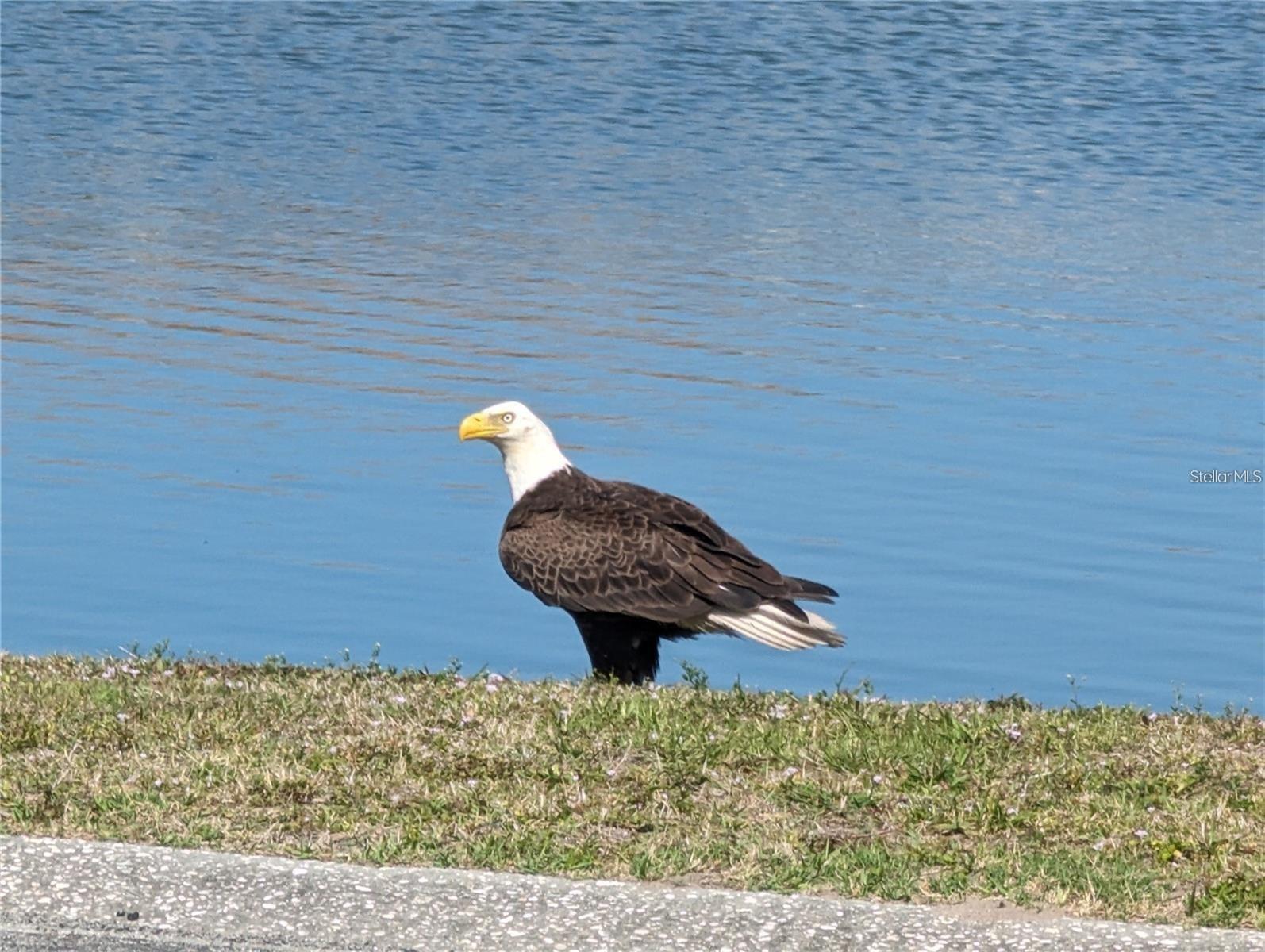 friend in community pond - 26 CLINTWOOD AVE, ENGLEWOOD