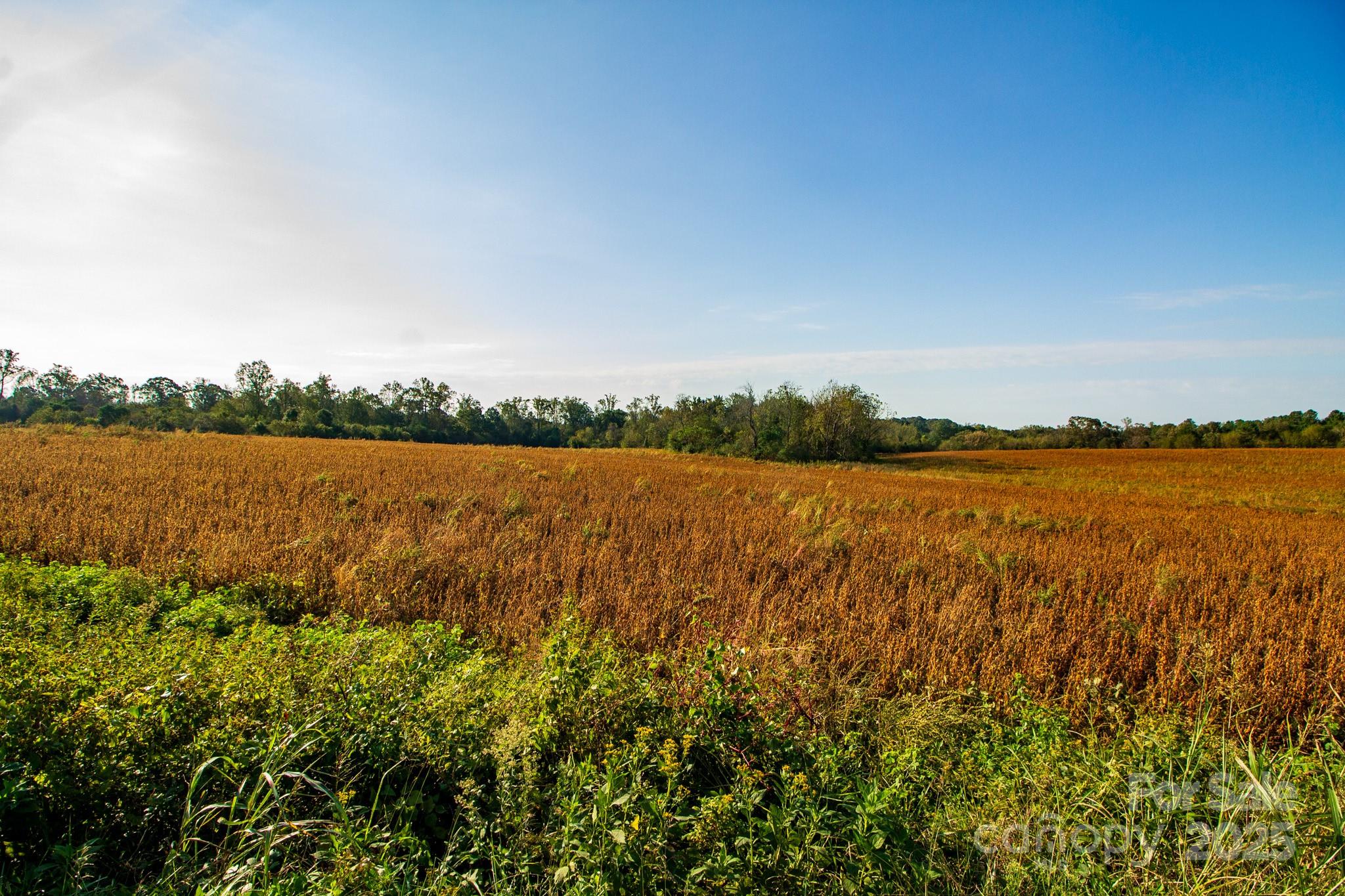 Acreage at 00 Lattimore Road, Shelby, photo 11 of 22